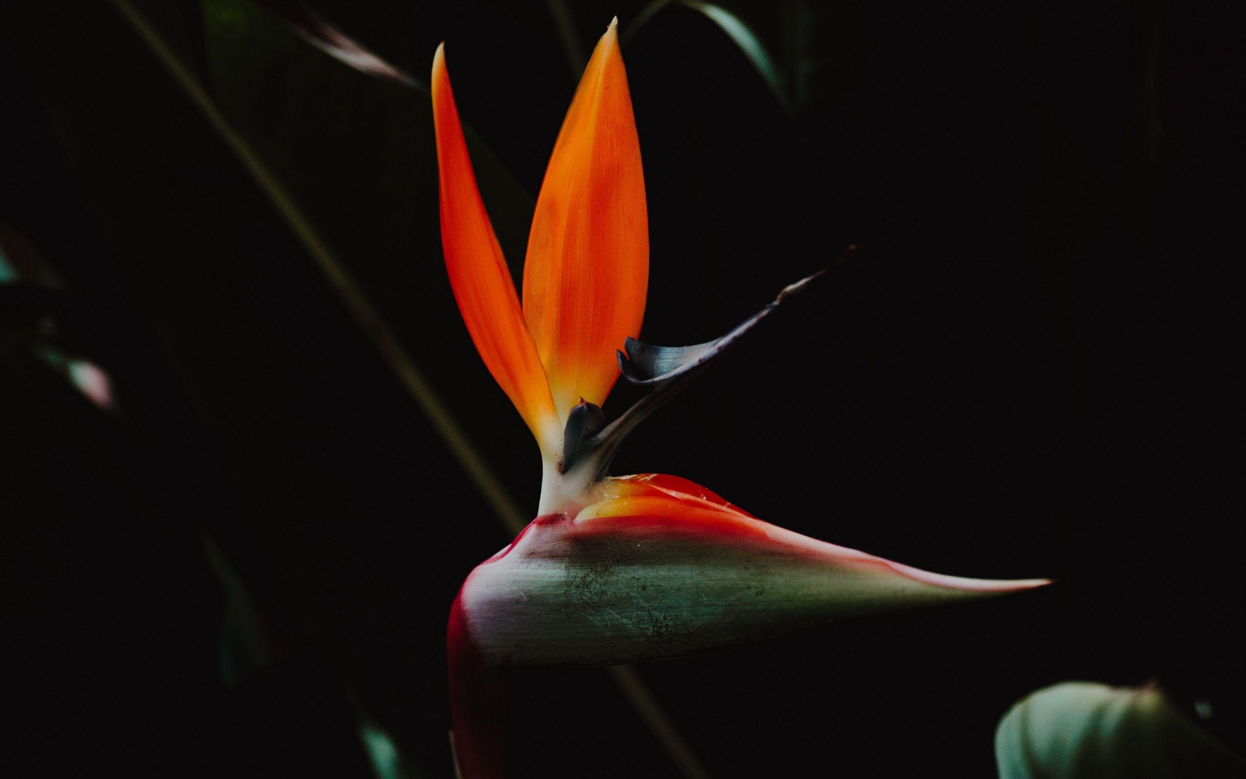 2560x1600 Wallpaper 4k strelitzia, bird of paradise flower, flower, petals 4k bird of paradise flower, flower, strelitzia