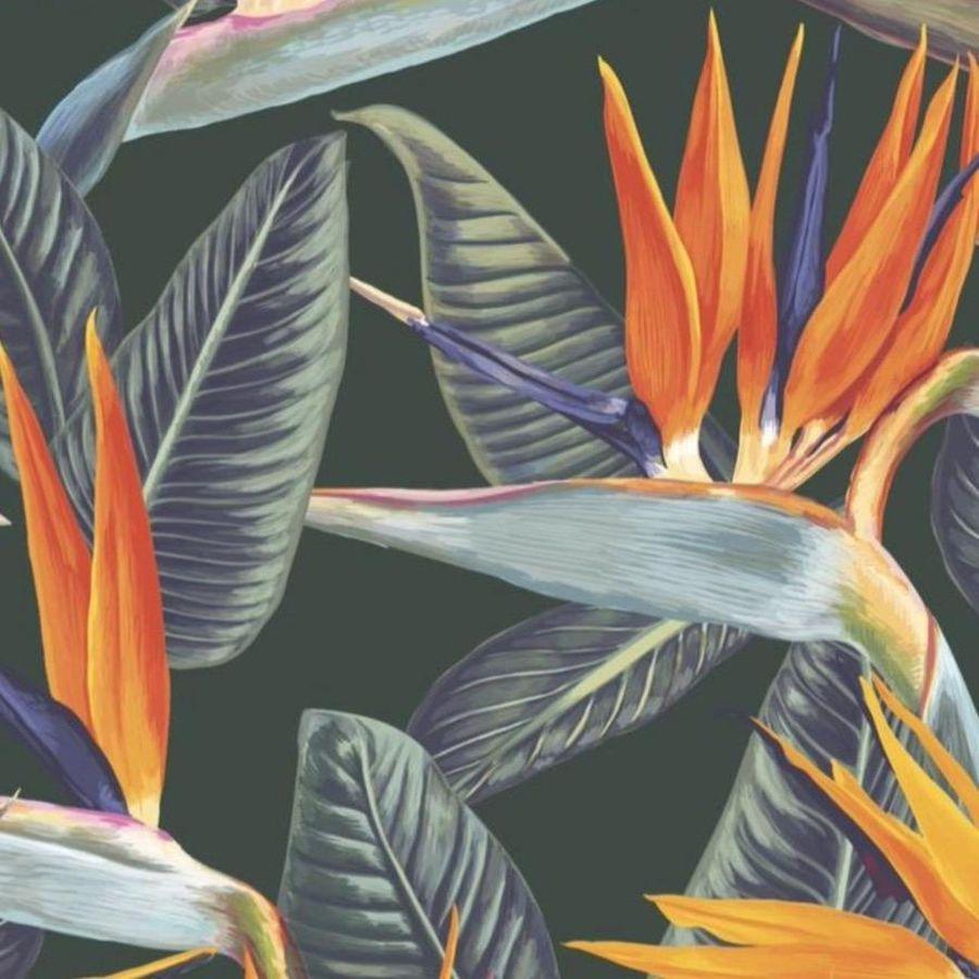 900x900 Bird of Paradise Wallpaper