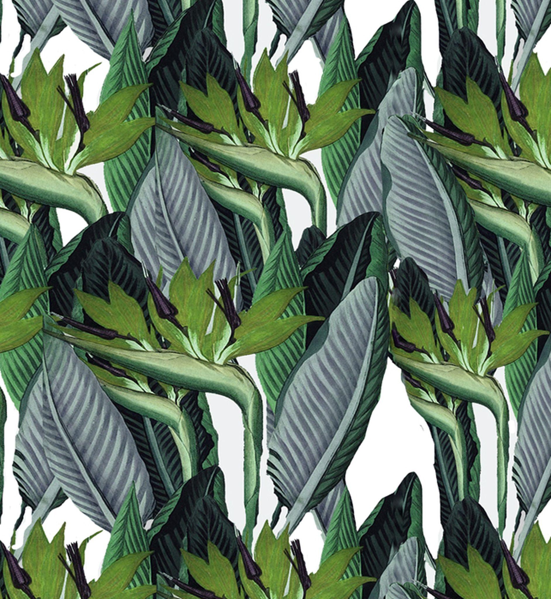 Strelitzia Wallpapers - Top Free Strelitzia Backgrounds - WallpaperAccess