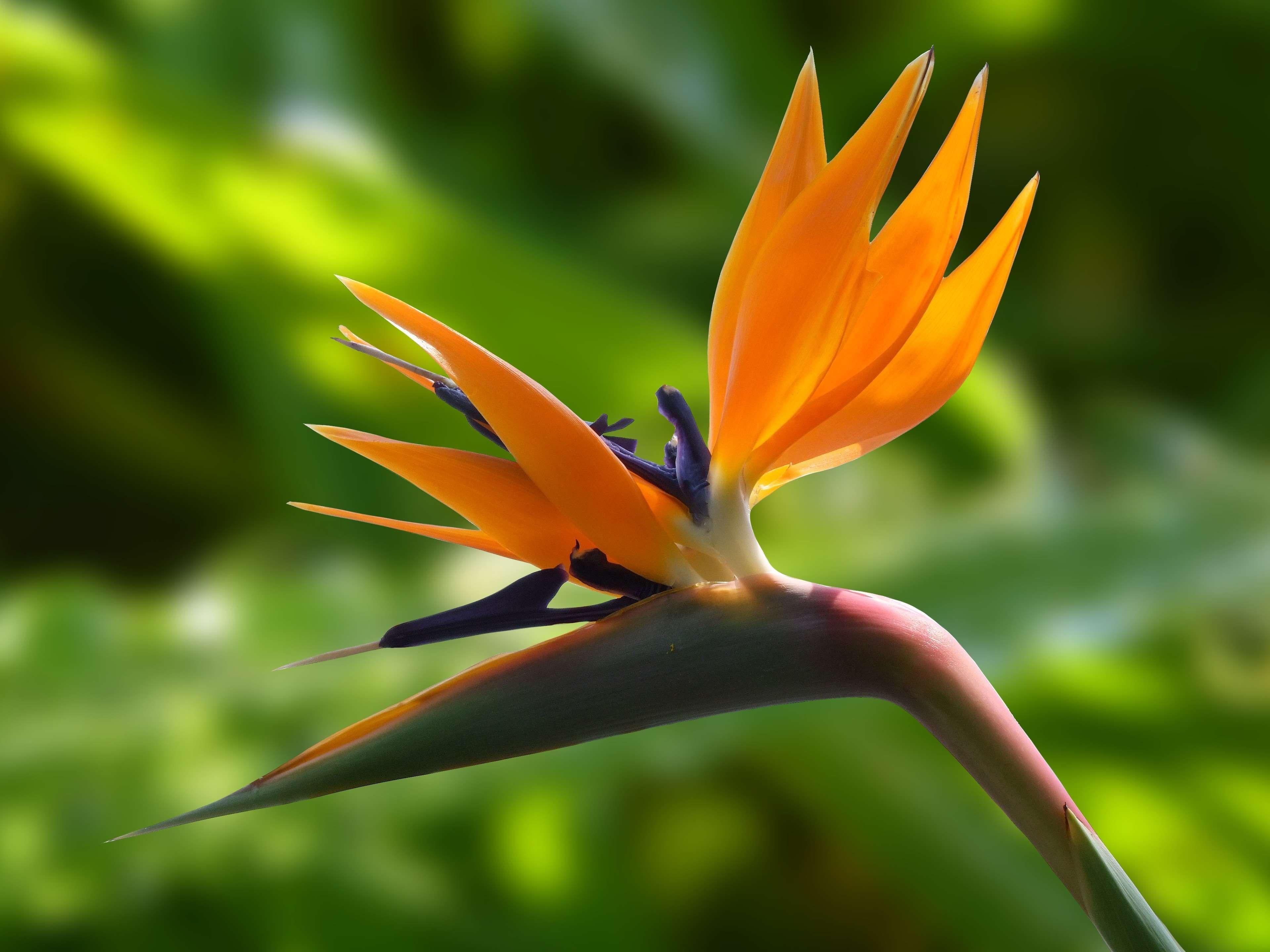 3840x2880 bird of paradise flower, bloom, blossom, close up, flora, flower, macro, nature, plant, strelicia, strelitzia 4k wallpaper. Free stock image. Tokkoro.com Amazing HD Wallpaper