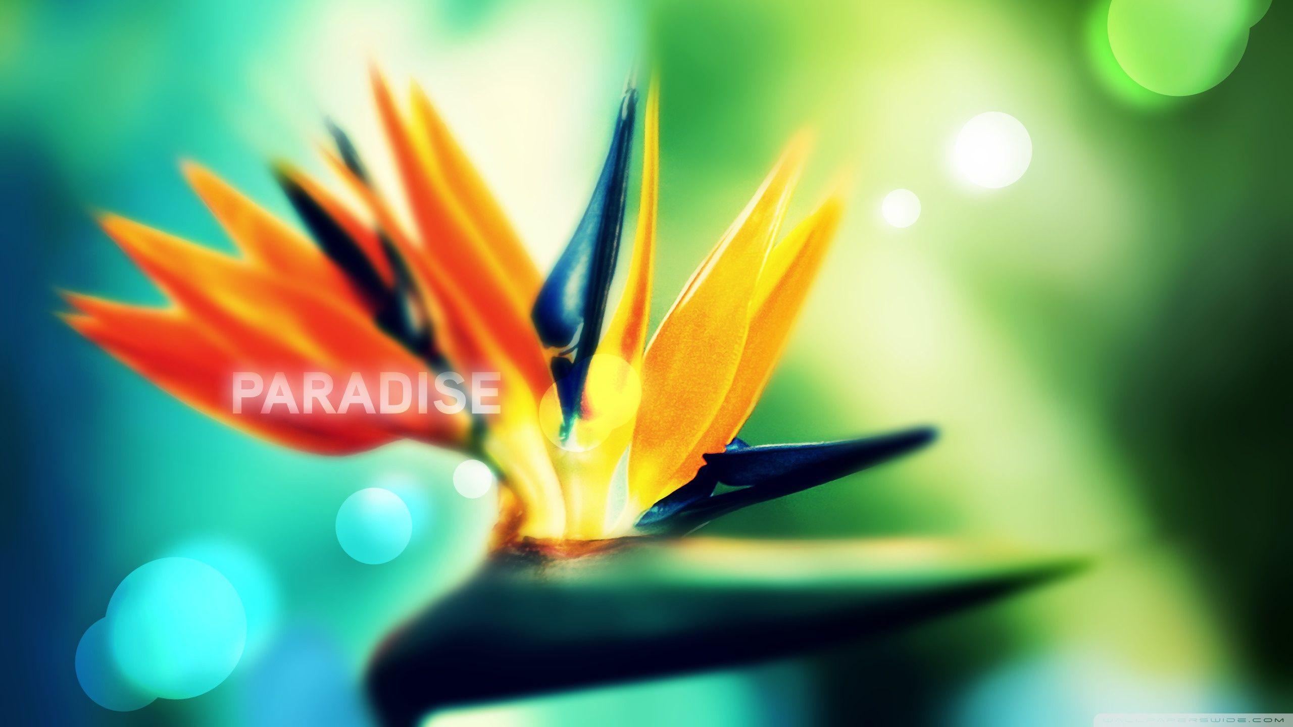 Strelitzia Wallpapers - Top Free Strelitzia Backgrounds - WallpaperAccess