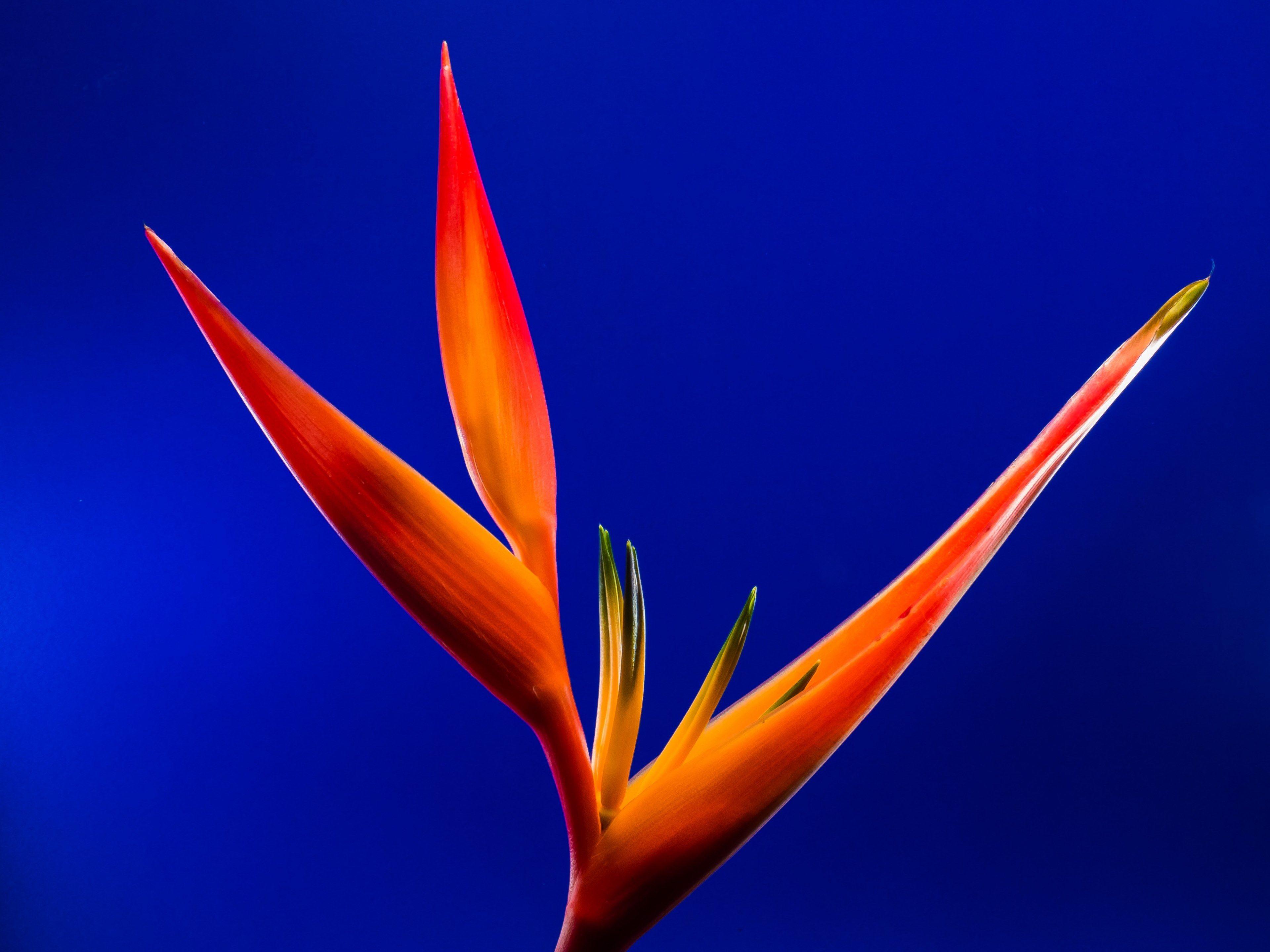 3840x2880 Wallpaper / strelitzia blossom bloom flower red orange yellow 4k wallpaper