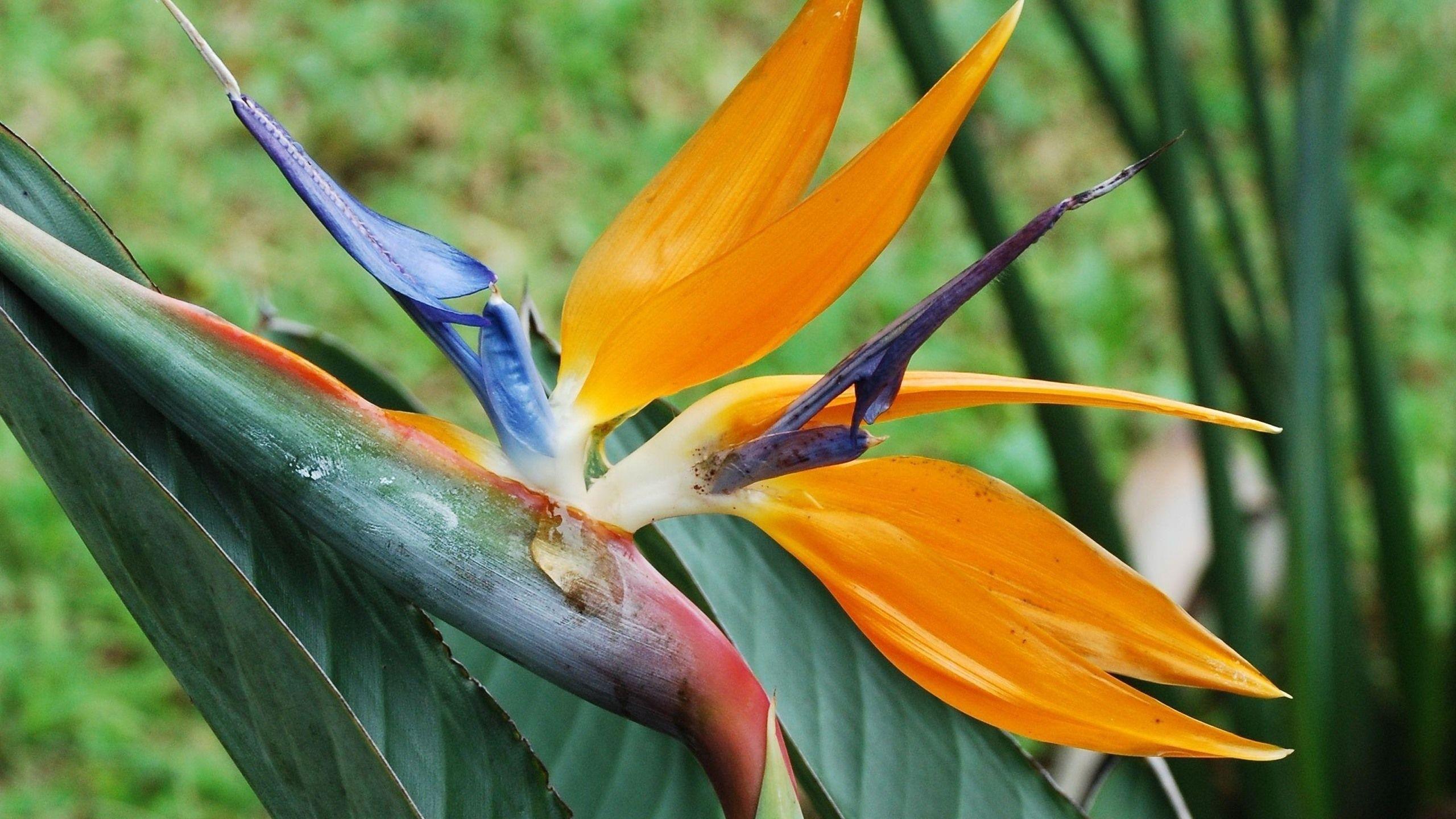 Strelitzia Wallpapers - Top Free Strelitzia Backgrounds - WallpaperAccess