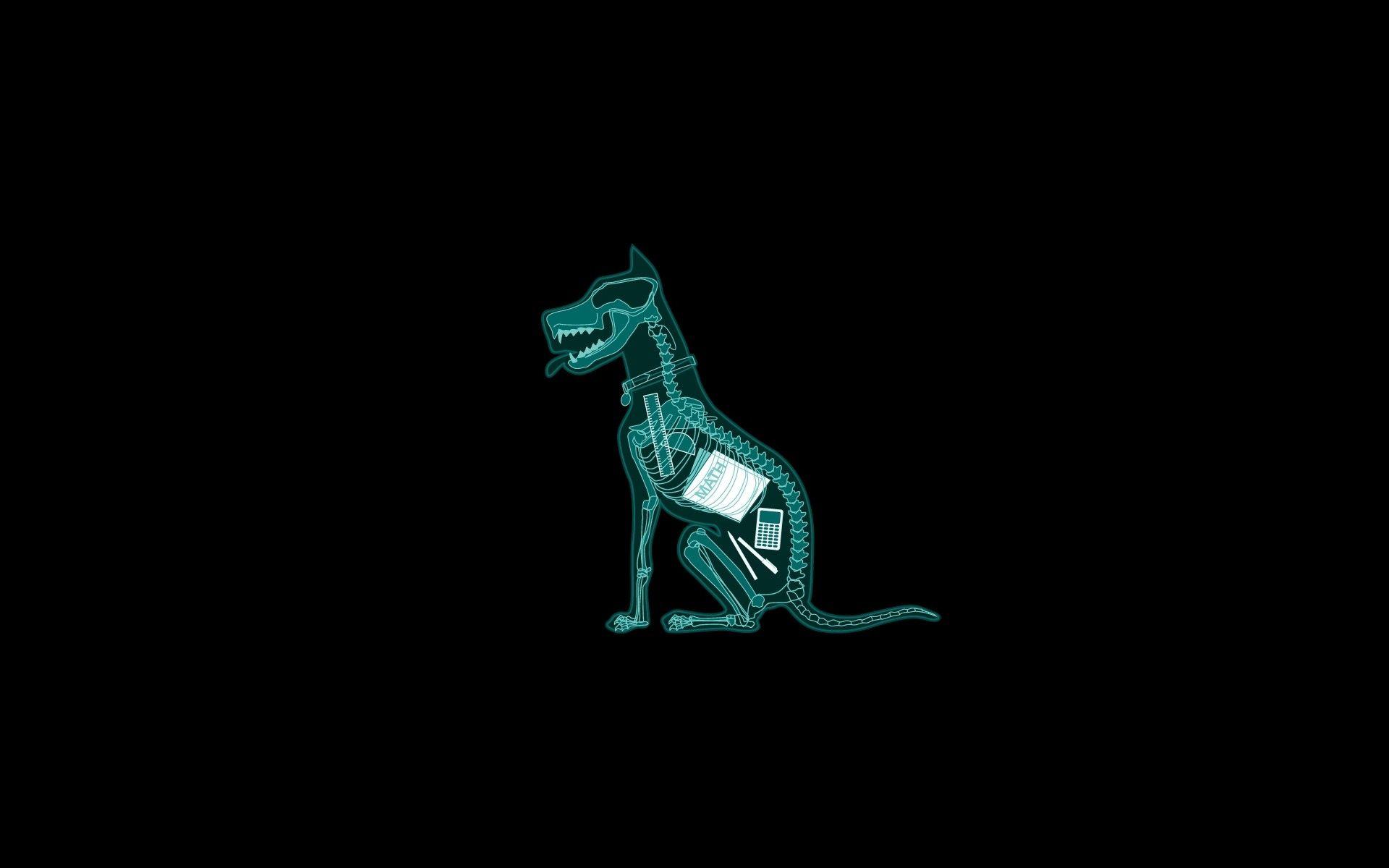 1920x1200 minimalistic dark humor dogs funny anatomy mathematics xray simple background black background 1