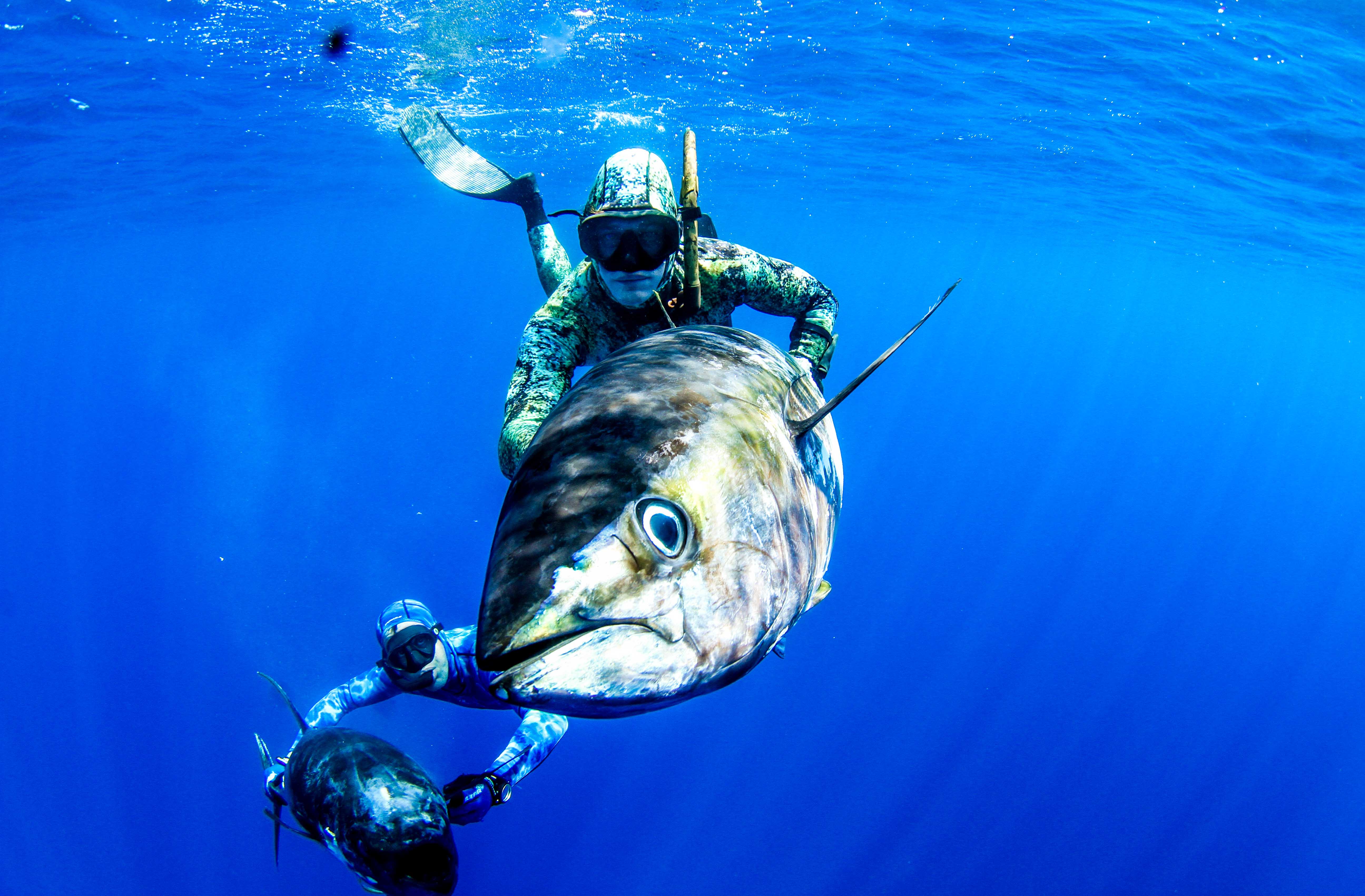 5183x3403 Spearfishing Wallpaper
