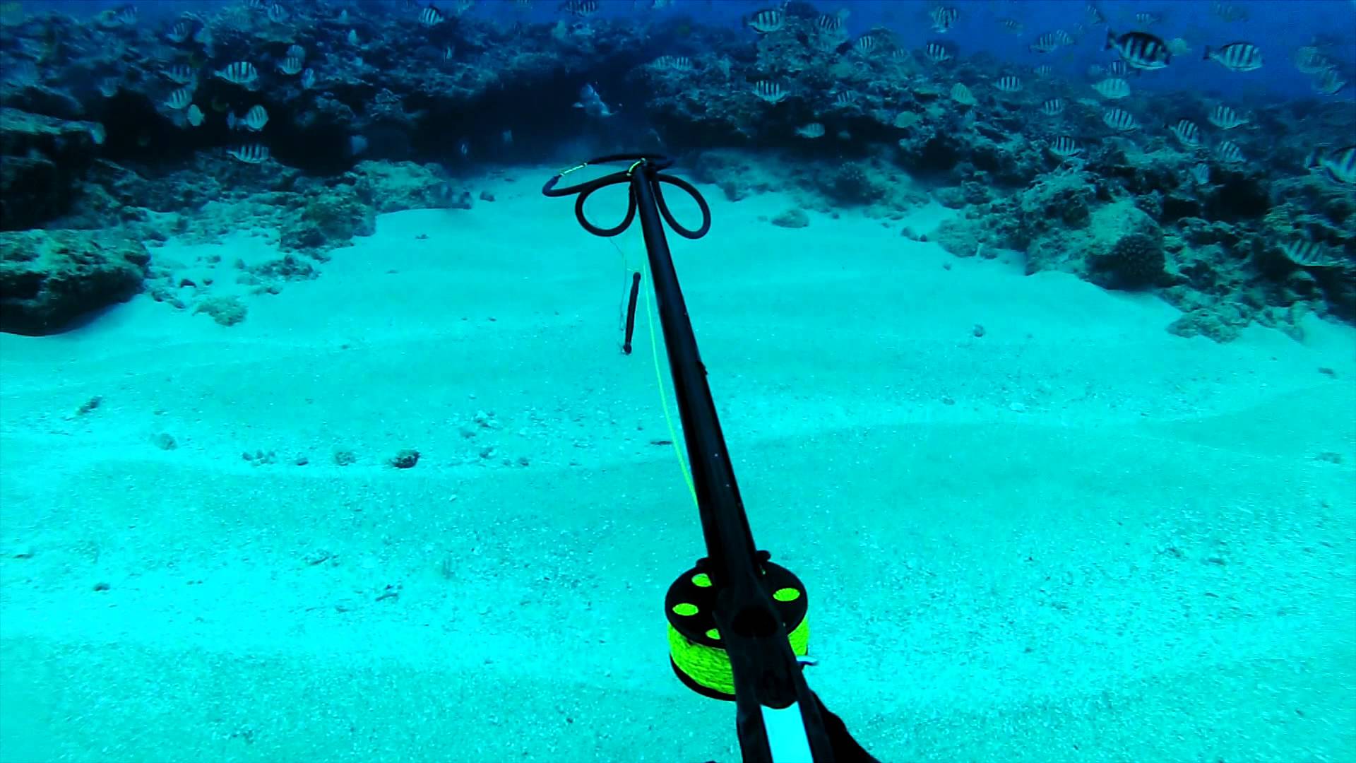 1920x1080 Spearfishing Wallpaper