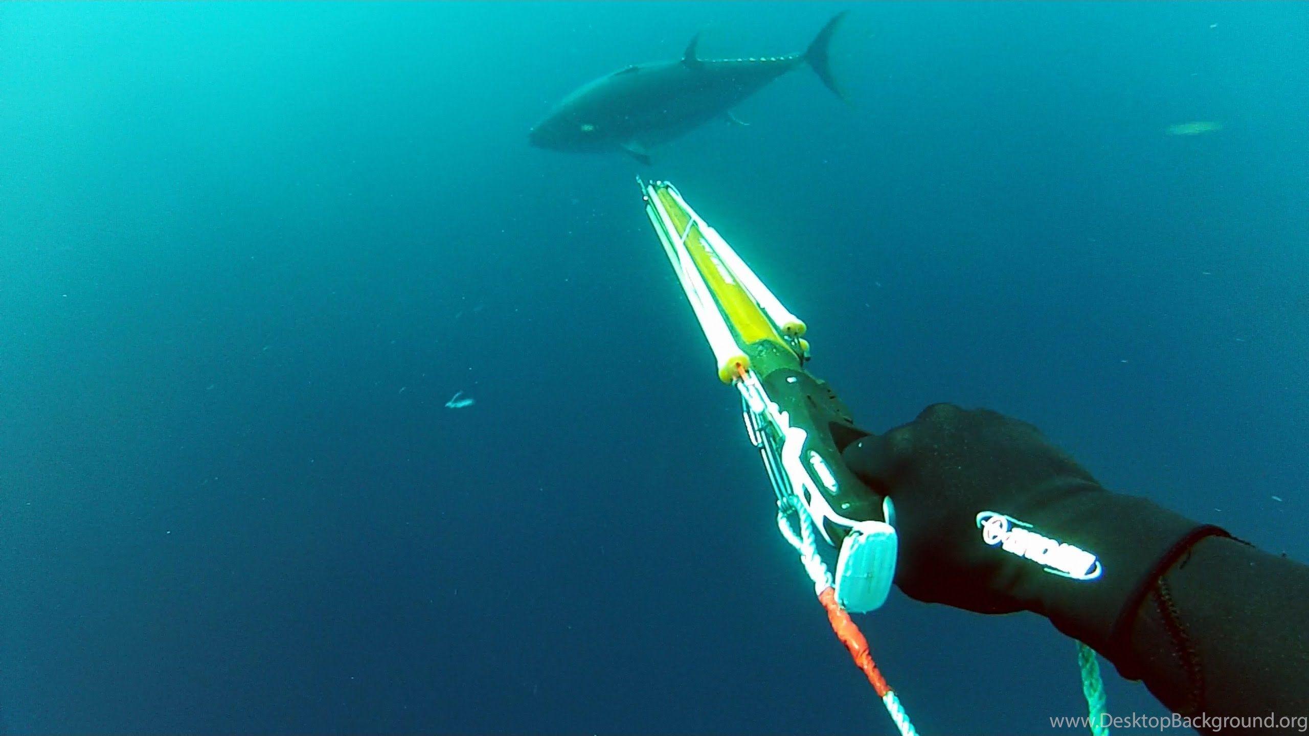 2560x1440 Spearfishing Wallpaper