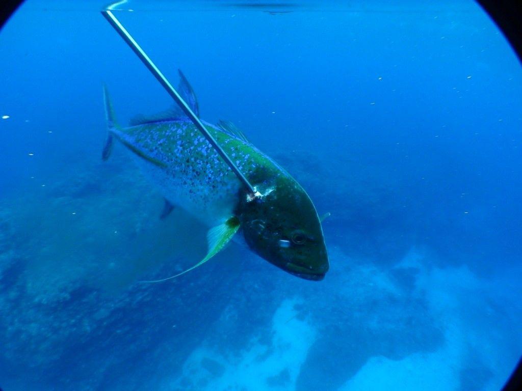1024x768 Omilu Spearfishing Wallpaper & Background Download