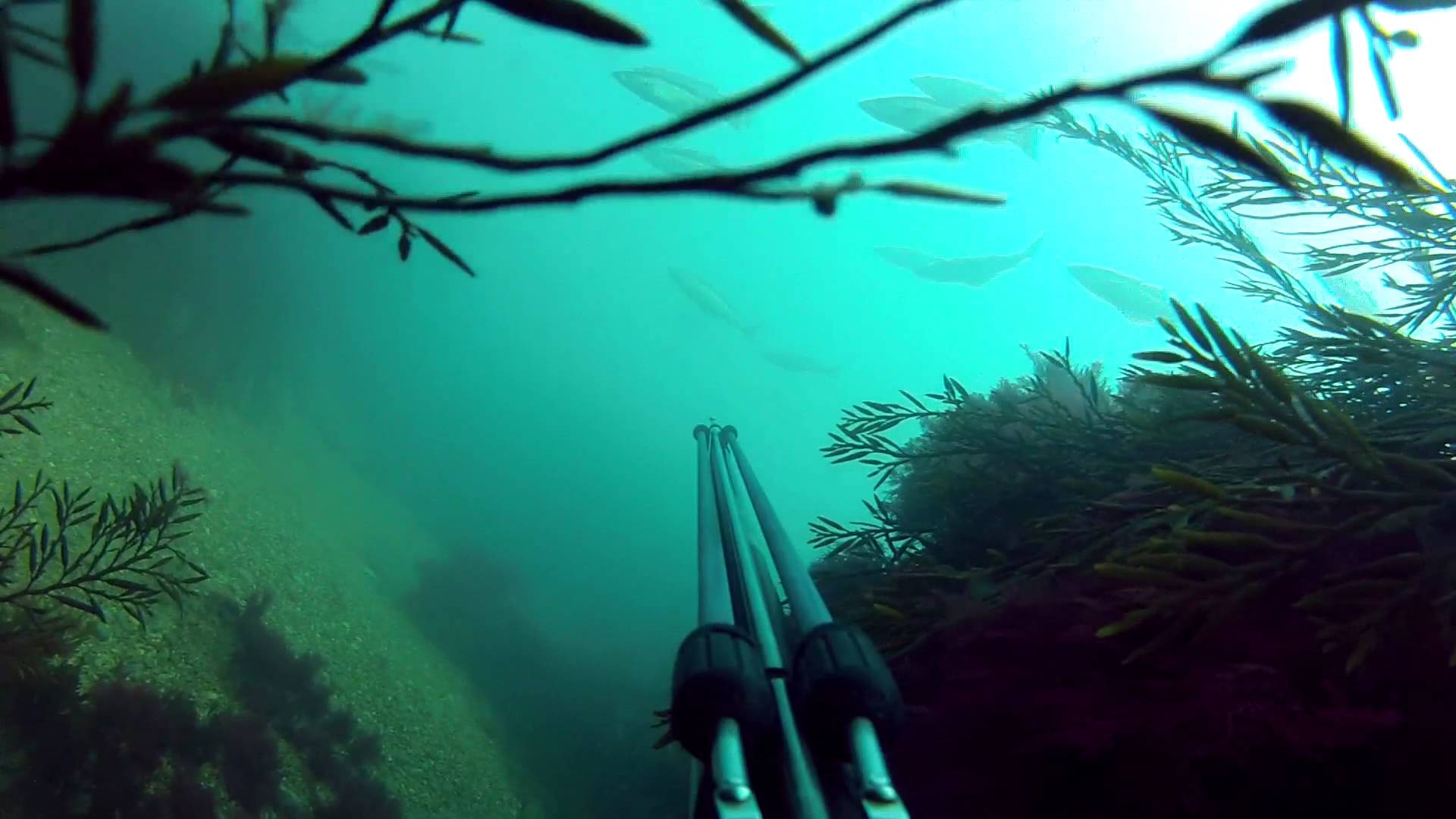 1920x1080 Spearfishing Wallpaper