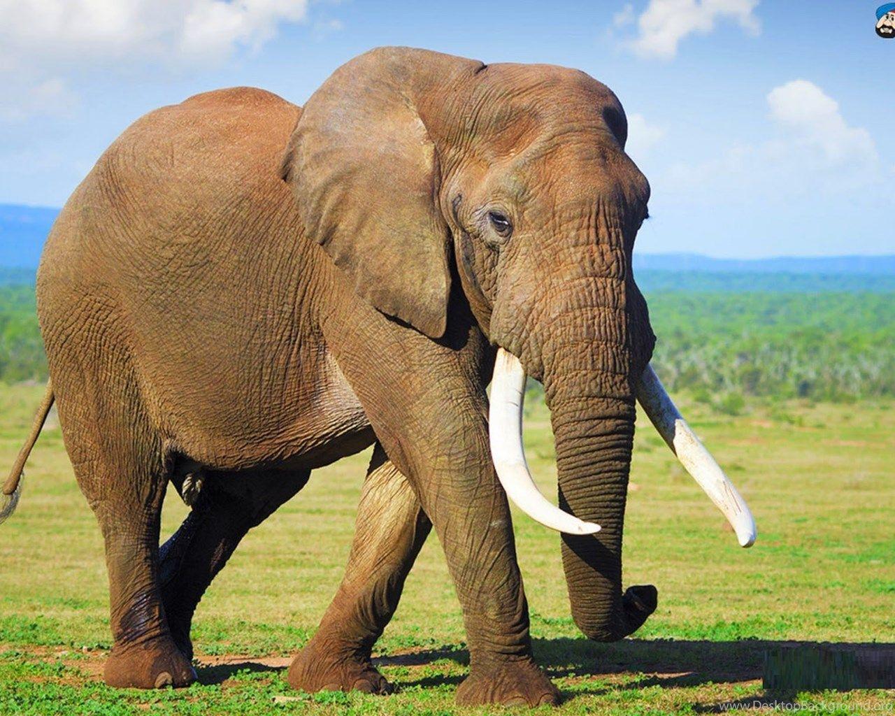 1280x1024 All 4u Wallpaper: Beautiful Elephant Image HD Wallpaper Desktop Background
