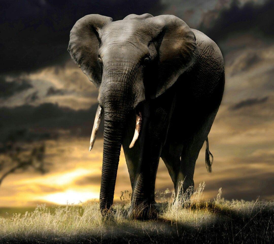 1080x960 Nature. Elephant wallpaper, Elephant, Animals