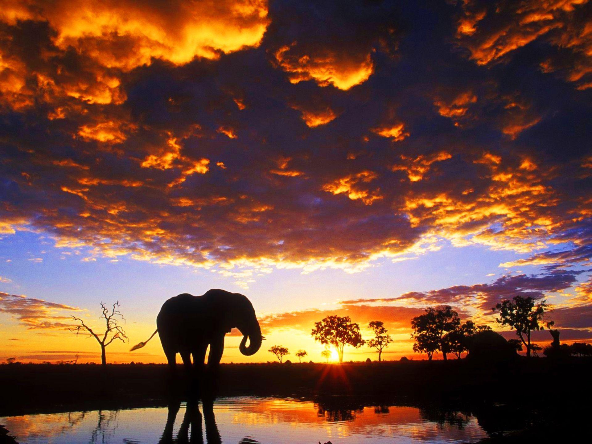 1920x1440 African Safari Elephants Wallpaper