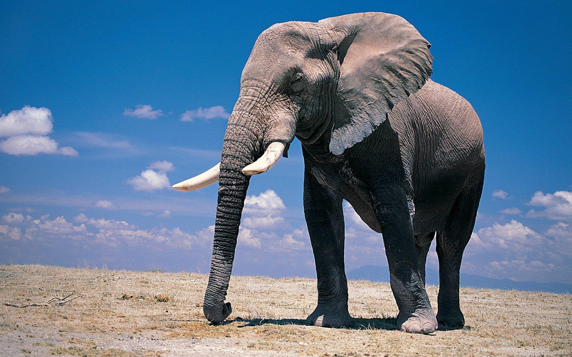 1920x1200 Beautiful Elephant Pc Background HD Wallpaper