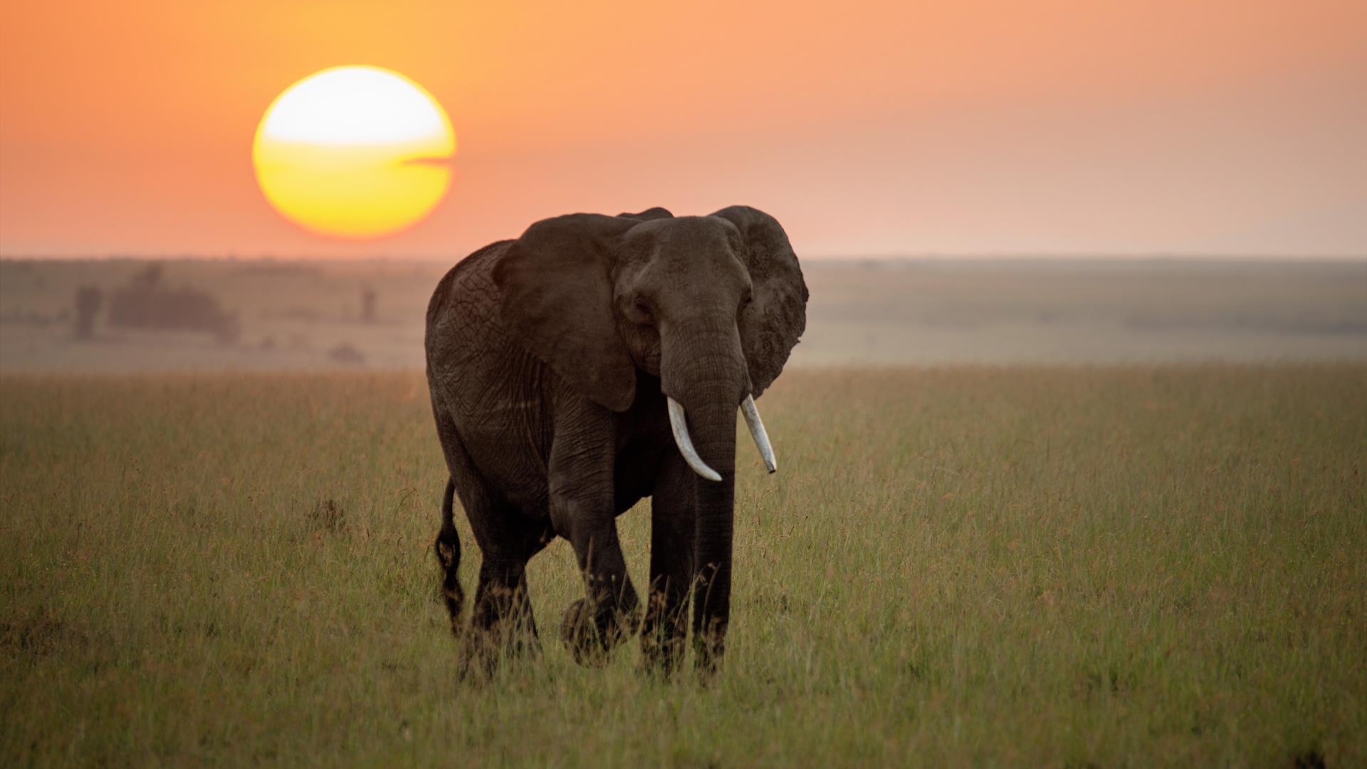 1920x1080 Beautiful Animals Wallpaper free download Love Art