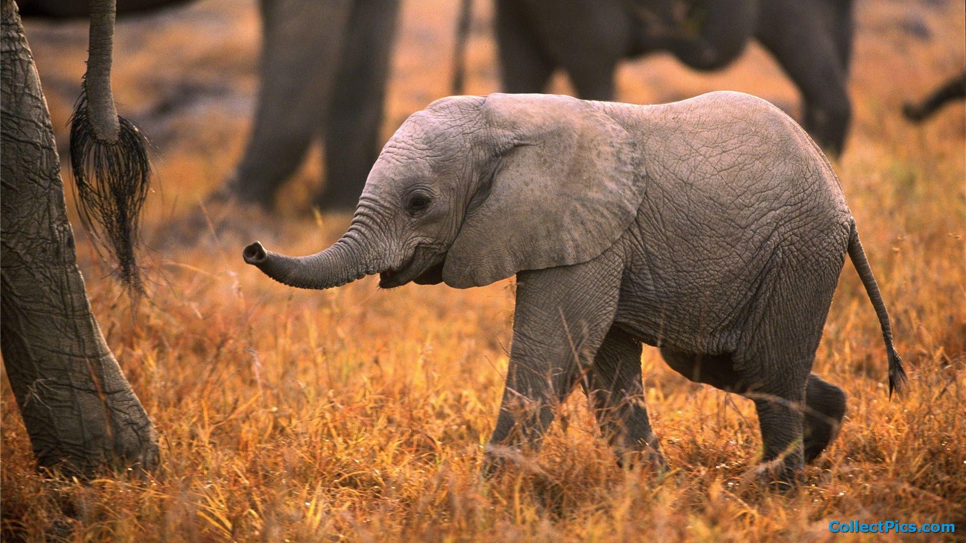 1920x1080 Free download baby elephant image cartoon wallpaper baby elephant image cartoon [1920x1080] for your Desktop, Mobile & Tablet. Explore Baby Elephant Wallpaper Cartoon. Cut Cool Cartoon Elephant Wallpaper, Cute
