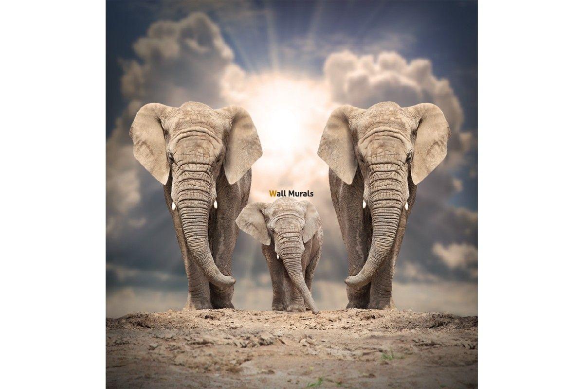 1200x800 Beautiful Elephant