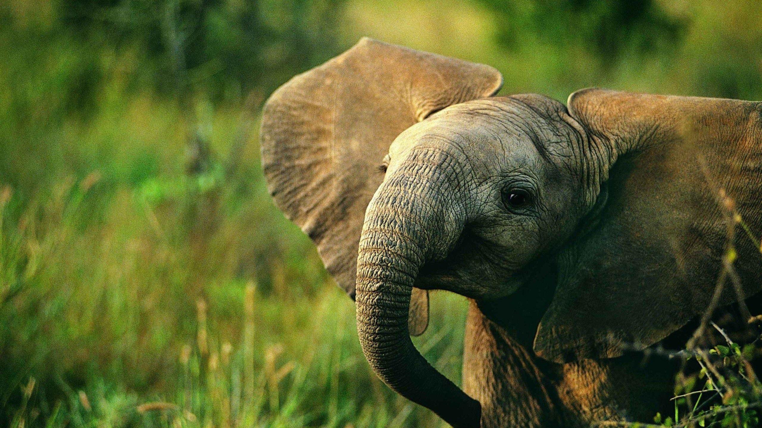 2560x1440 Pretty Elephant Background .