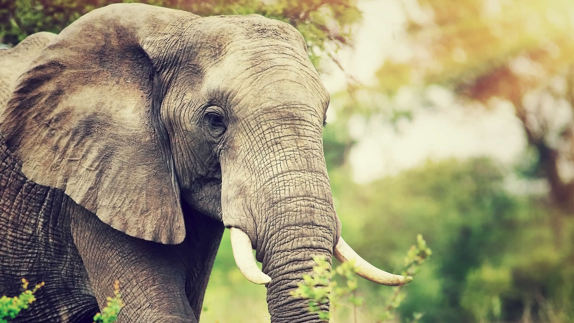 1920x1080 Volunteer Work with Elephants, Gap Year Projects with Elephants in South Africa, Oyster Worldwide