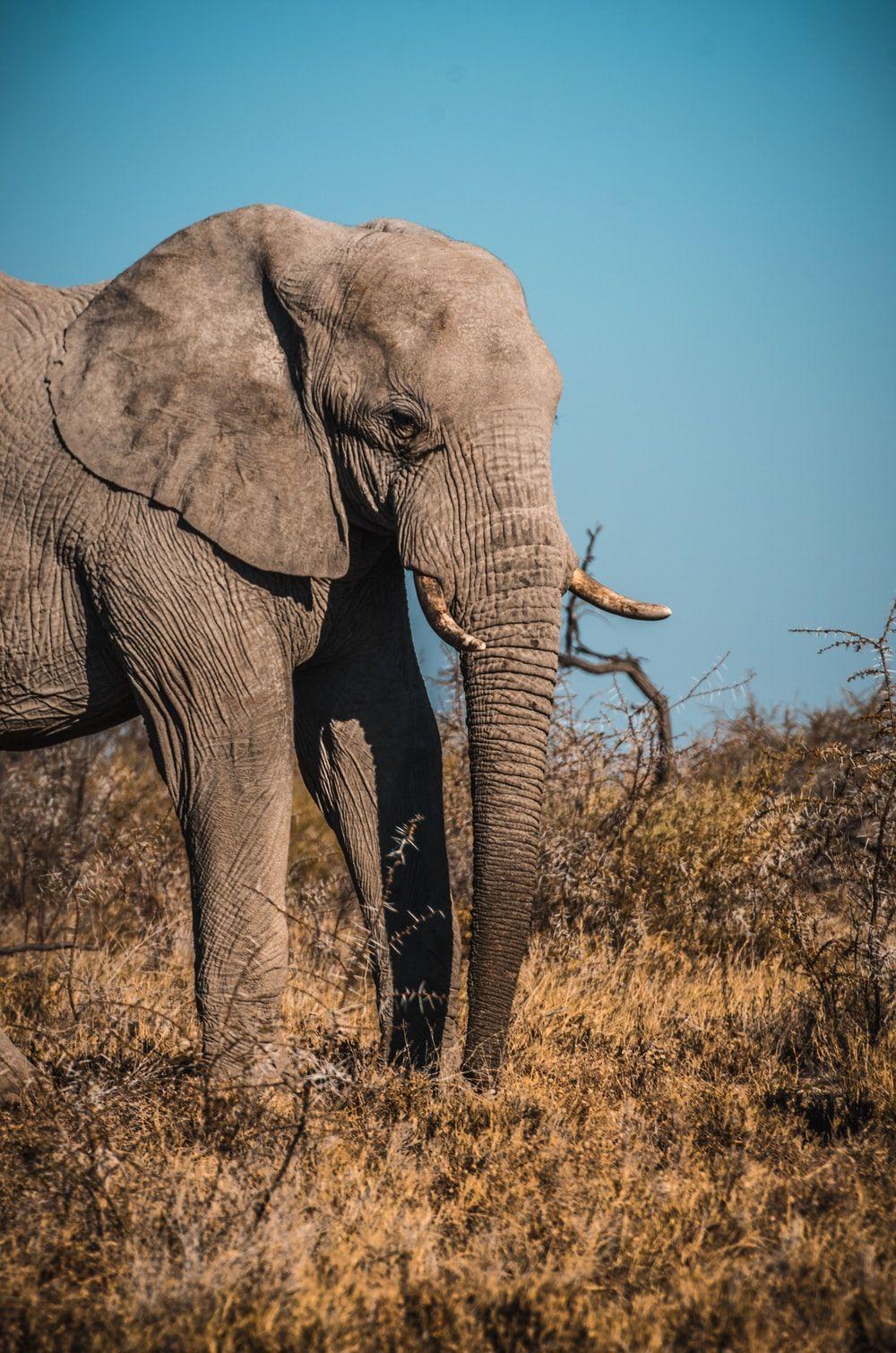 1000x1510 Elephant Picture [HD]. Download Free Image