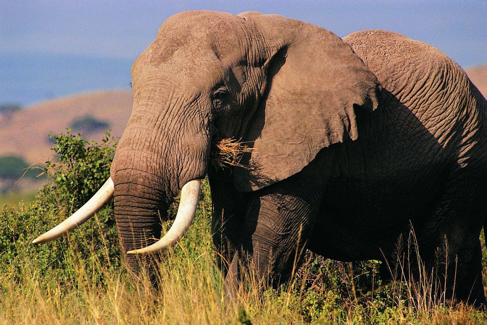 1600x1068 Desktop HD Wallpaper: Beautiful Picture OF Elephant In HD