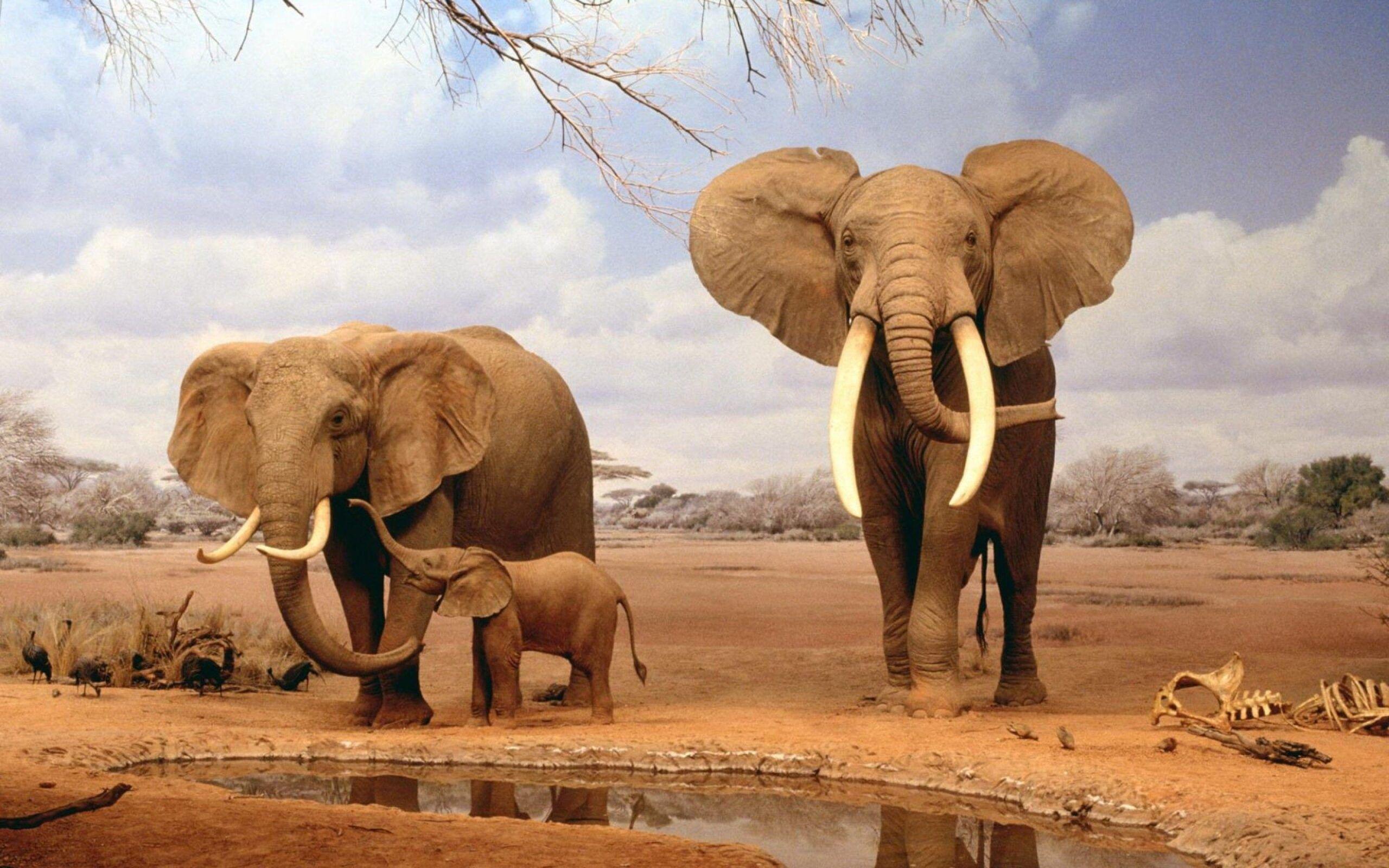 2560x1600 Elephants HD Wallpaper, Beautiful, iPhone Xr