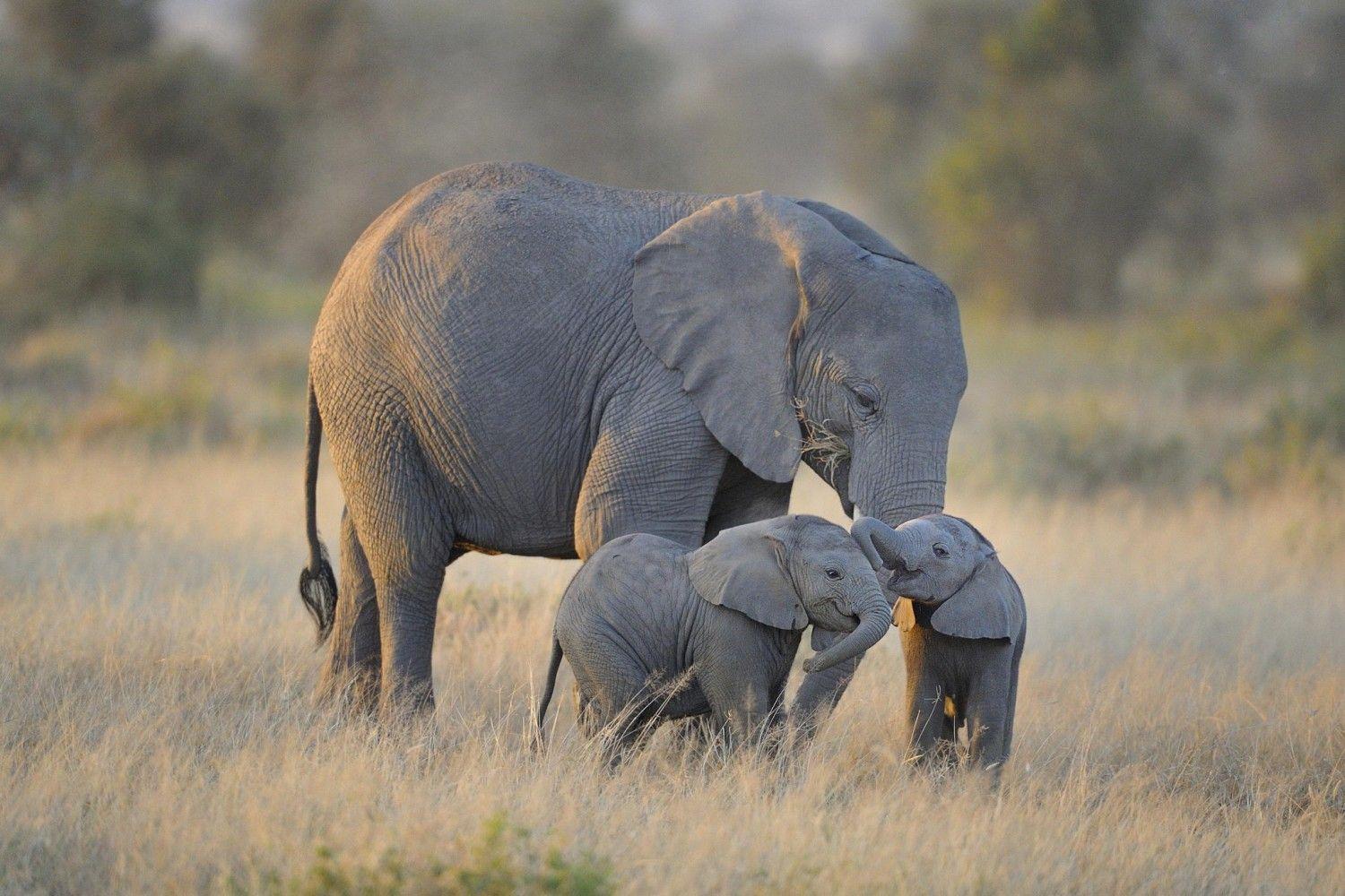1500x1000 Cute & Funny Baby Elephant Image That Will Brighten Up Your Day
