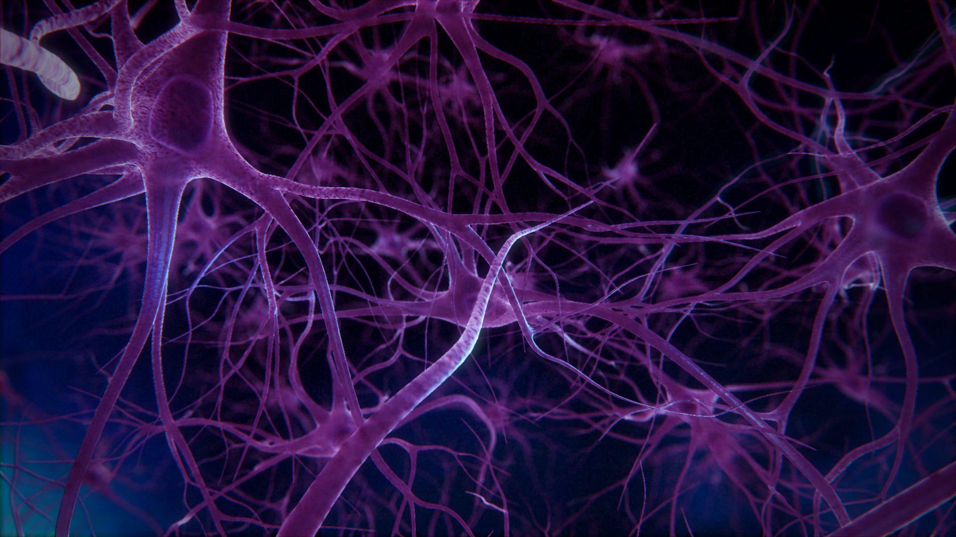 Brain neurons. Нейрон клетка головного мозга. Нервная система Нейрон. Нейроны и синапсы головного мозга. Нервны клетки синапс 3д.