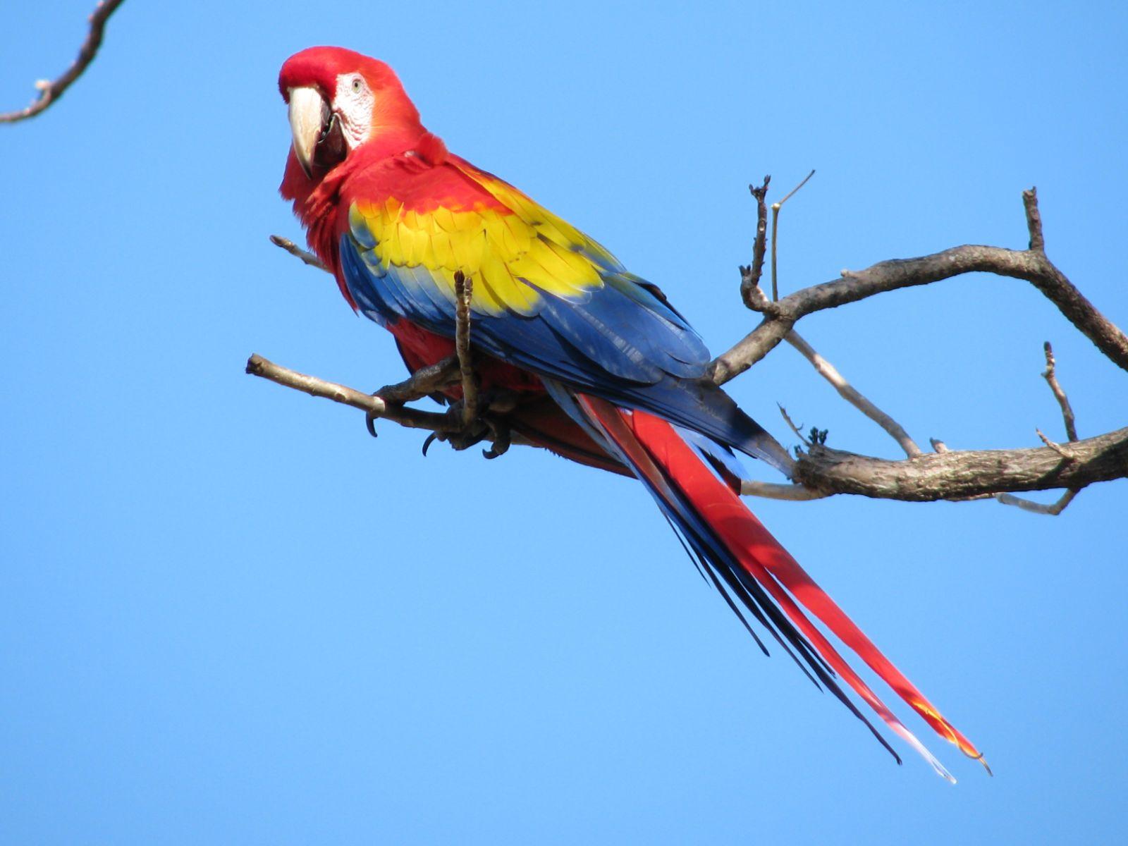 1600x1200 Desktop HD macaw image bird