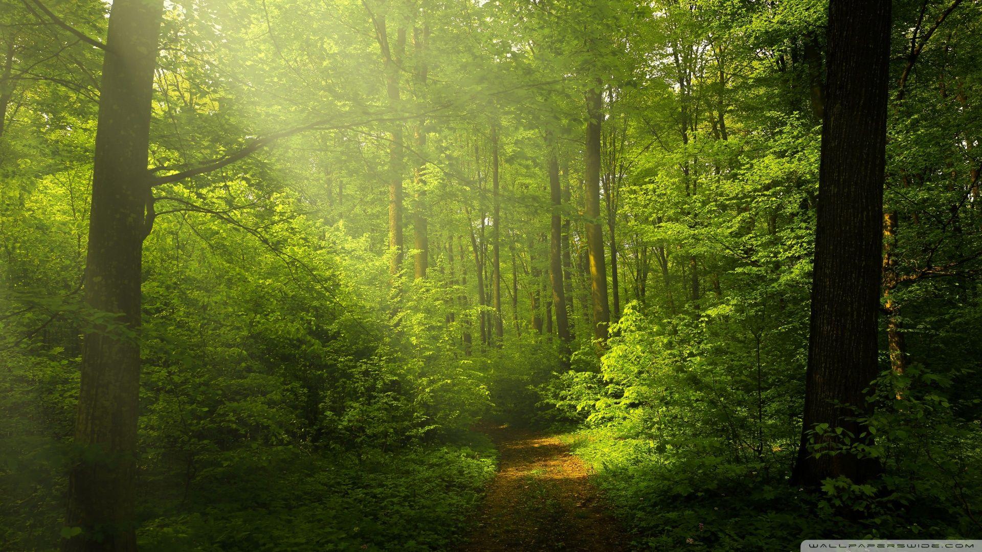 1920x1080 Beautiful Nature Image, Green Forest ❤ 4K HD Desktop Wallpaper