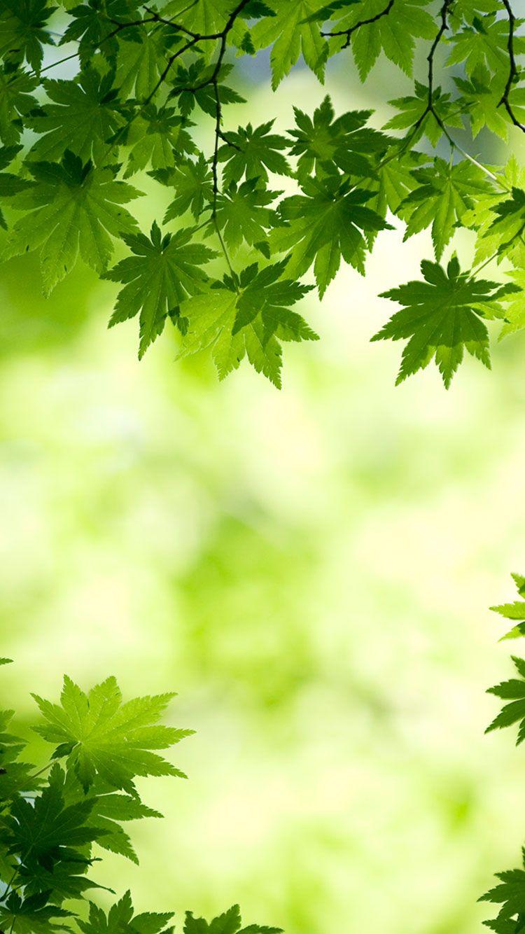 750x1334 HD Green iPhone Wallpaper