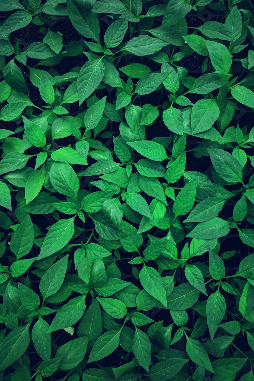1000x1500 Green Wallpaper: Free HD Download [HQ]