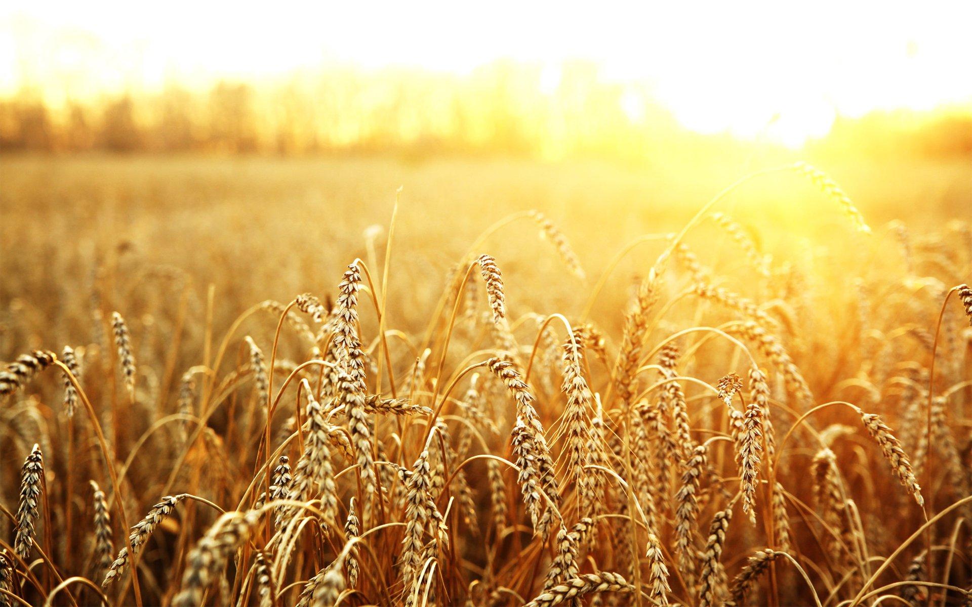 1920x1200 Fields Of Wheat Wallpaper