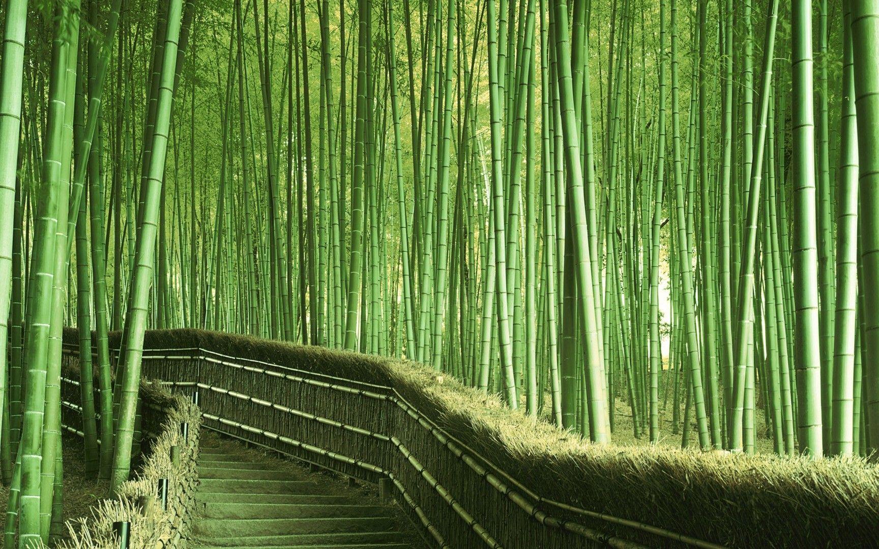 1728x1080 Bamboo Wallpaper