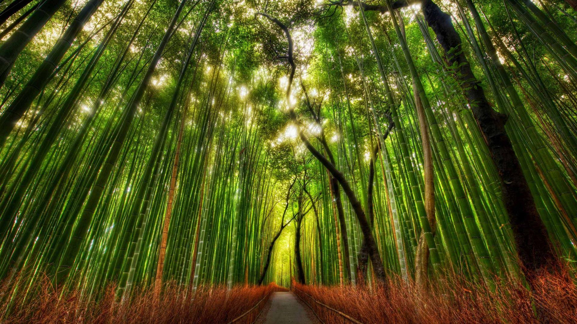 1920x1080 Bamboo Forest MacBook Air Wallpaper Download