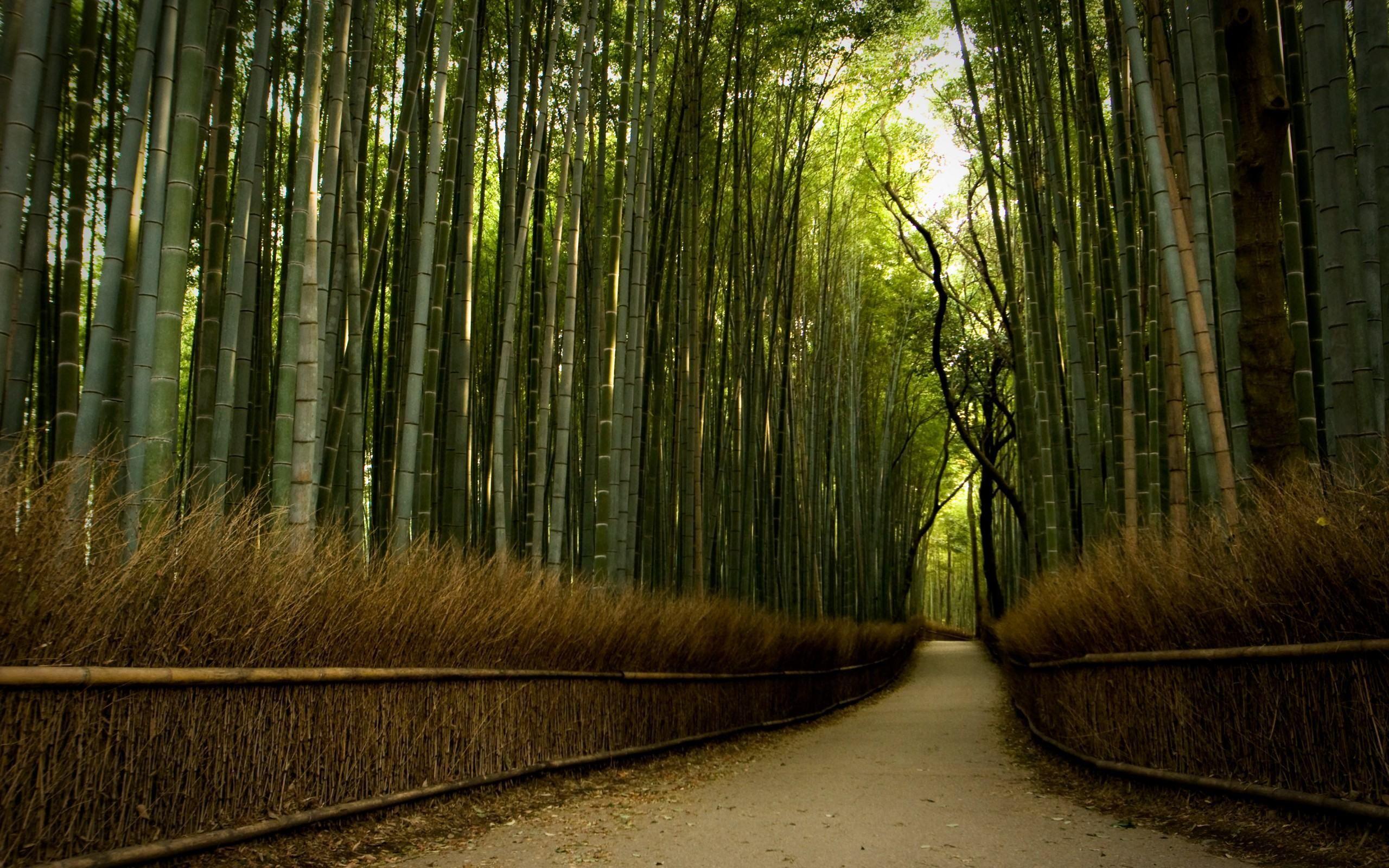 2560x1600 Desktop Wallpaper HD Bamboo Tree