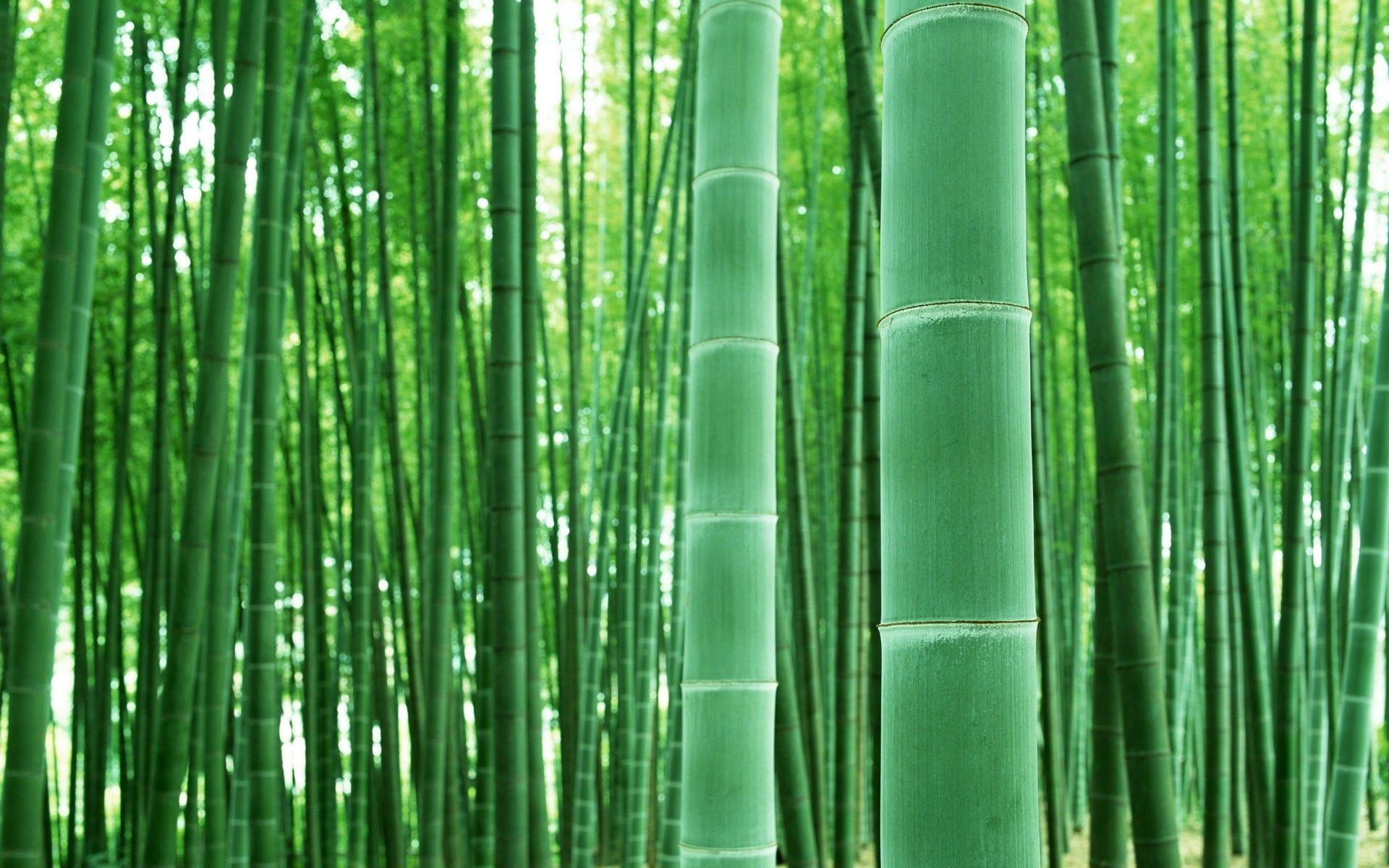 1920x1200 Bamboo, mobile Nature Wallpaper, Beautiful, Nature Wallpaper Full HD