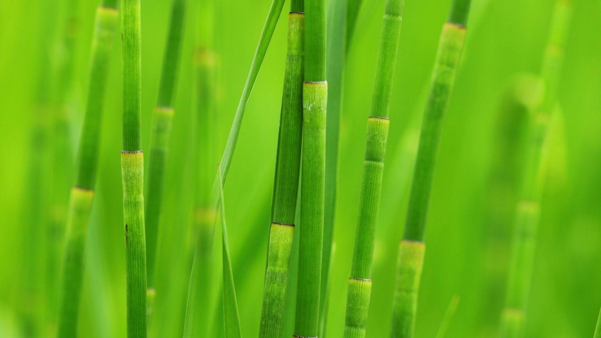 1920x1080 Free download FunMozar Beautiful Bamboo Wallpaper [1920x1080] for your Desktop, Mobile & Tablet. Explore How to Remove Bamboo Wallpaper. Bamboo Wallpaper Wall Coverings, Bamboo Wallpaper for Walls, Wallpaper Bamboo Pattern