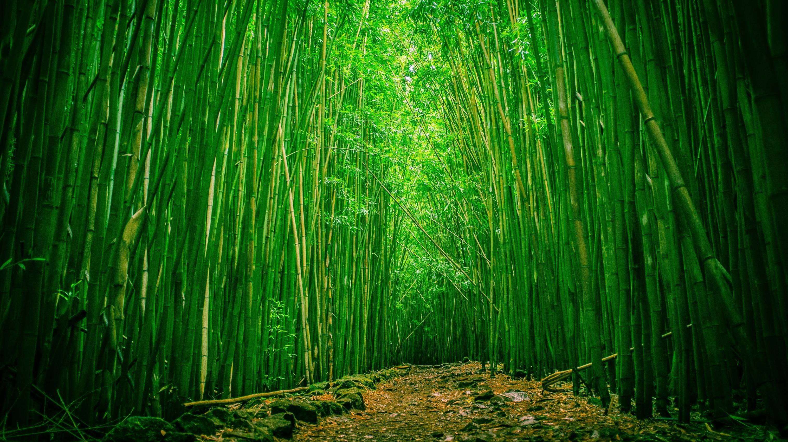 3030x1700 964LL1A Green Bamboo Wallpaper 3030x1700 px