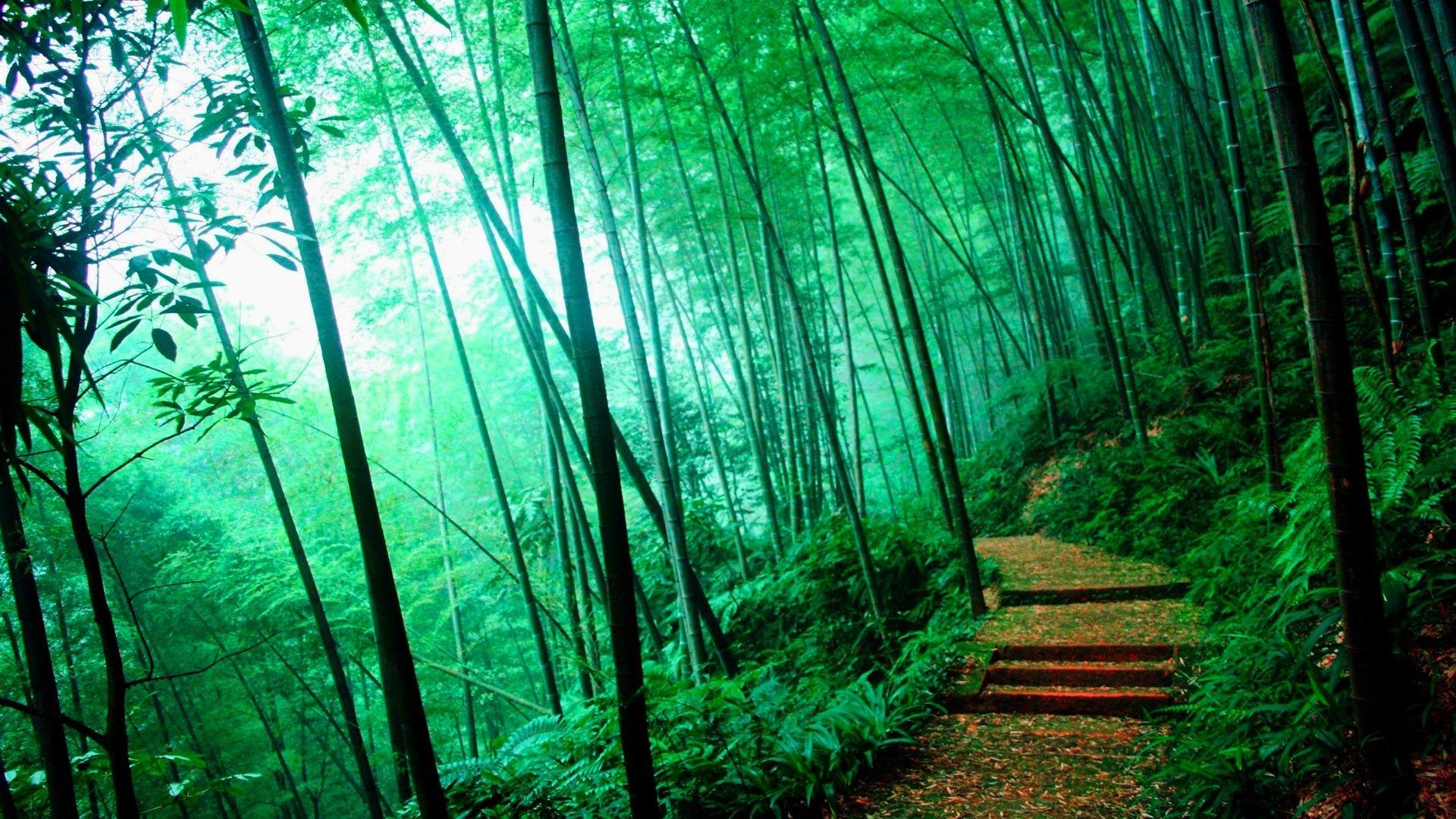 1920x1080 China Bamboo Wallpaper .