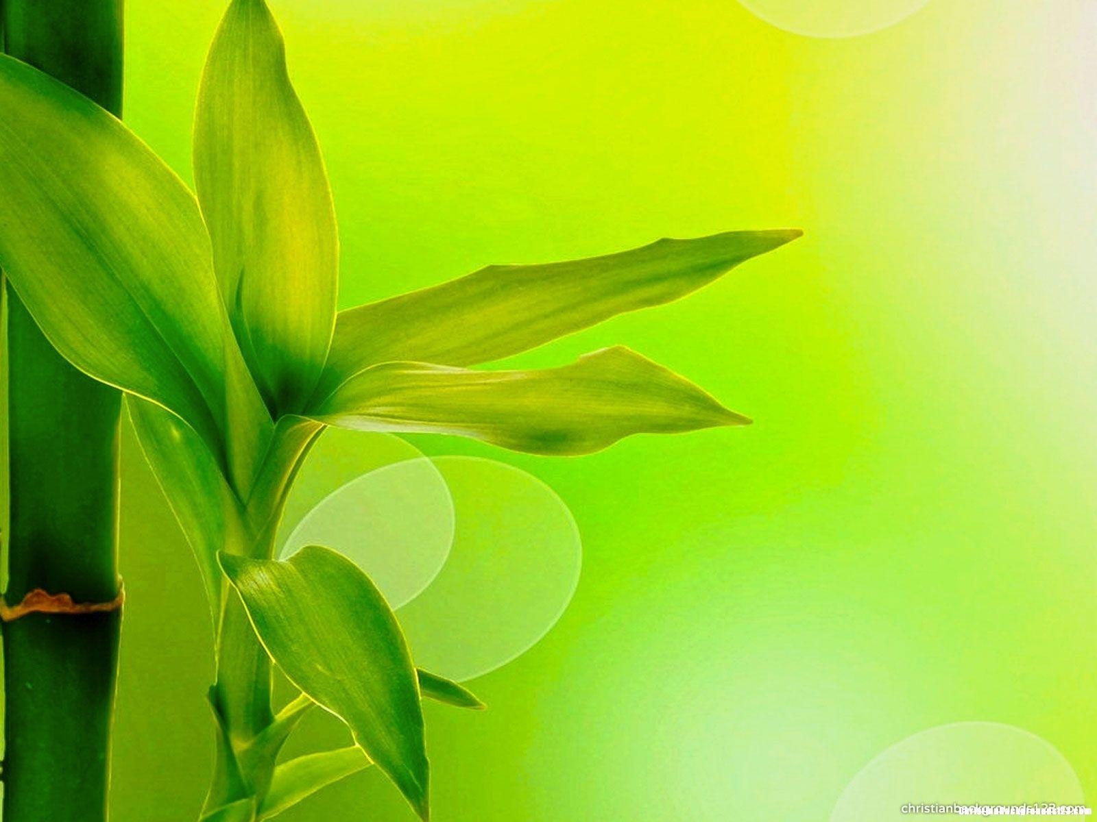 1600x1200 Beautiful Bamboo HD Background