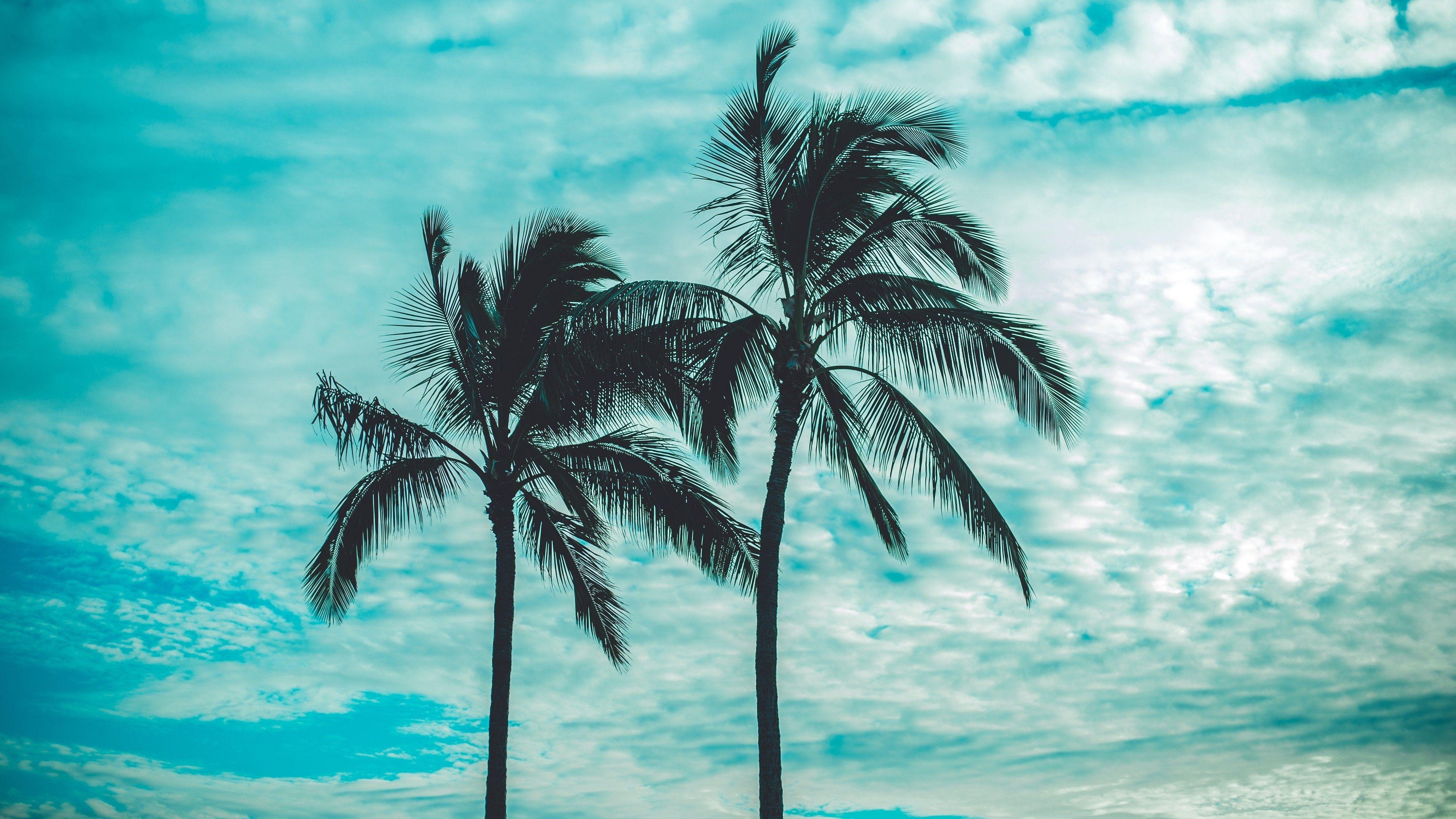 3840x2160 Palm Trees 4k