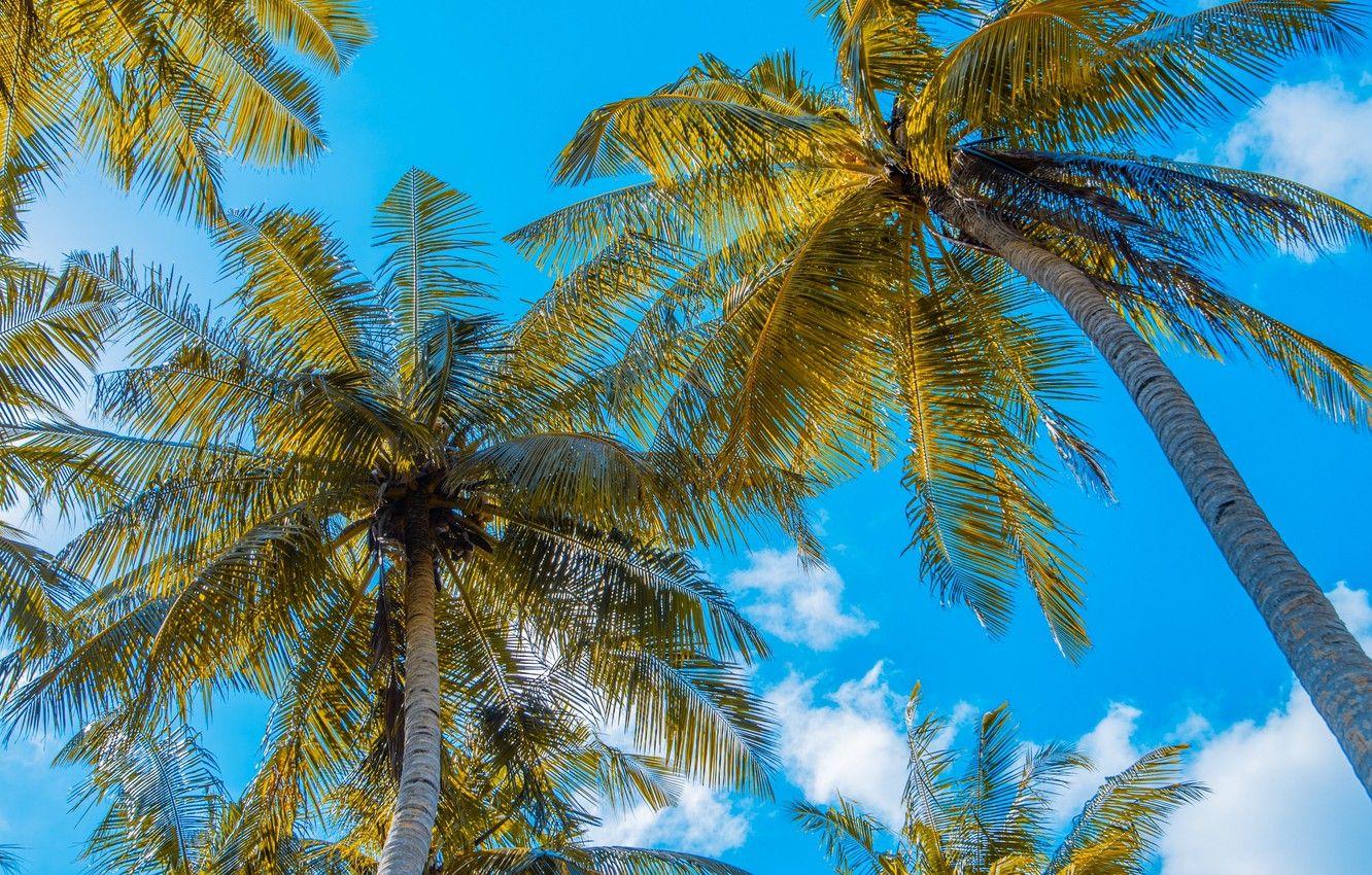 1332x850 Wallpaper Summer, Sky, Nature, Clouds, Palm Trees, Tropics, 4k Ultra HD Background, Low Angle Photography Image For Desktop, Section природа