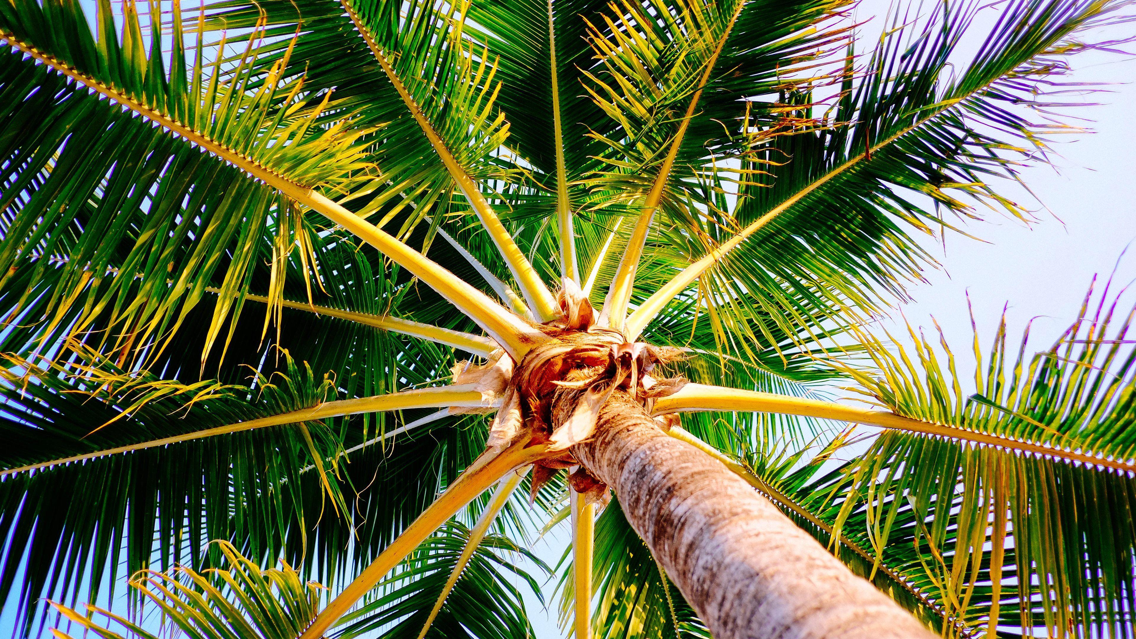 3840x2160 Palm Tree 4K Ultra HD Wallpaper .