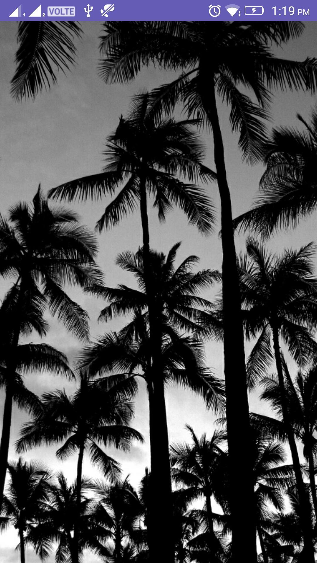 1080x1920 Palm Tree 4K Wallpaper for Android