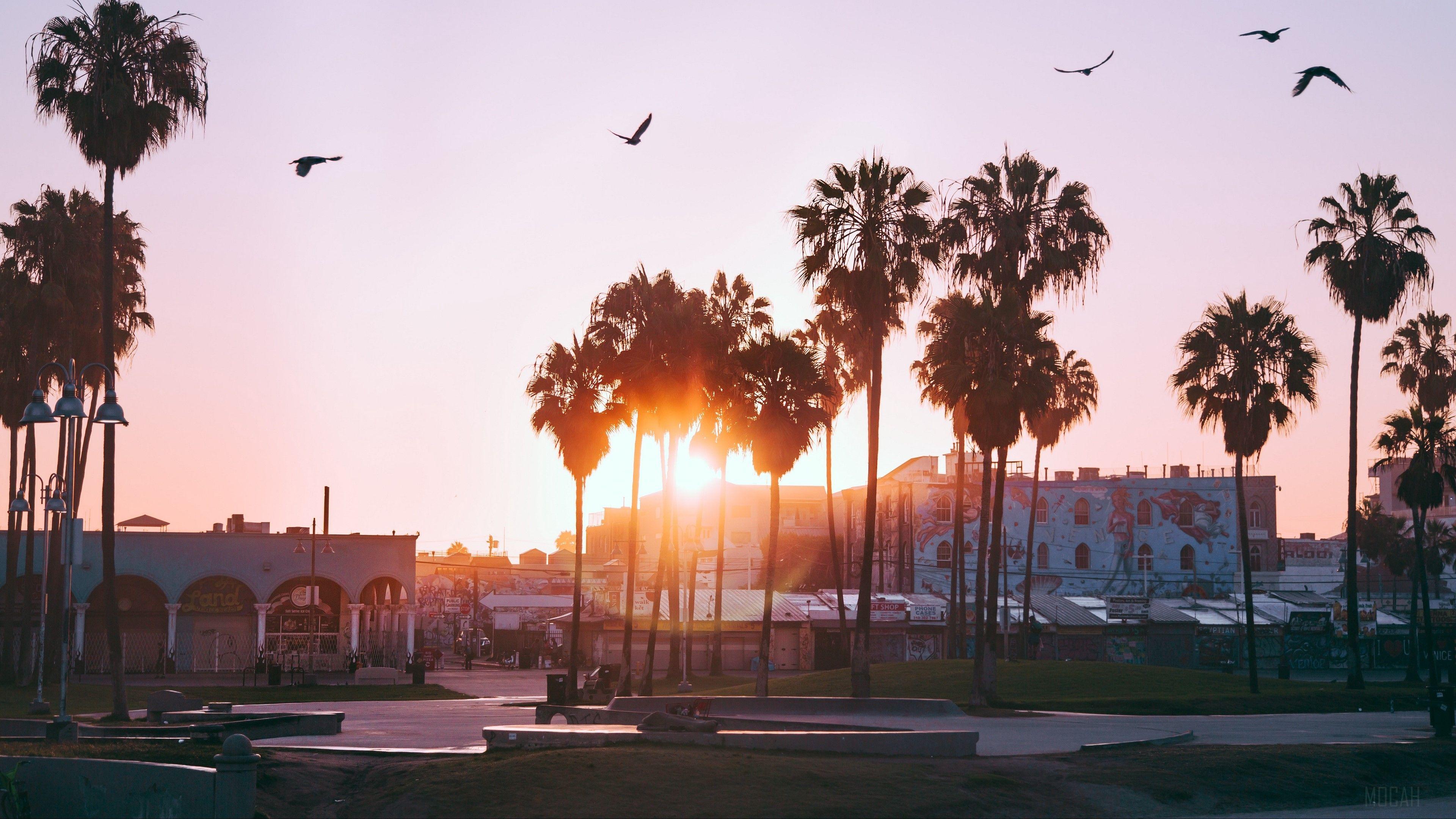 3840x2160 palm trees, dawn, birds, venice beach, los angeles, united states 4k wallpaper