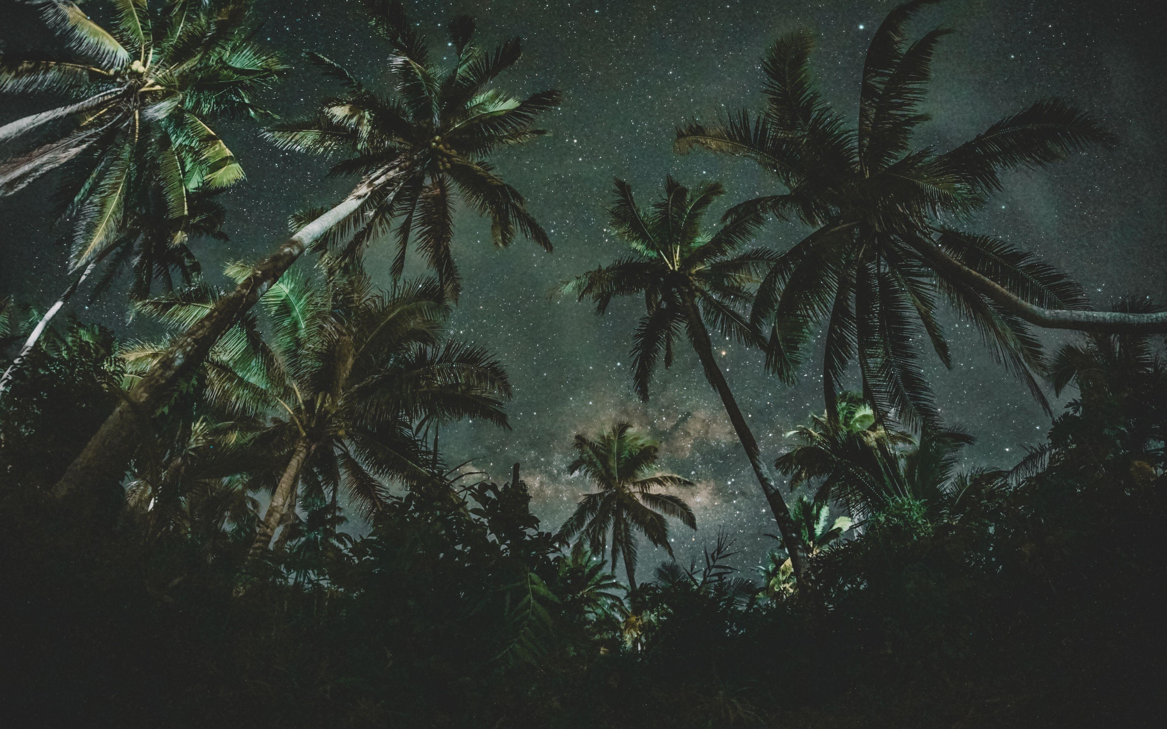 3840x2400 Palm Trees 4K Wallpaper .