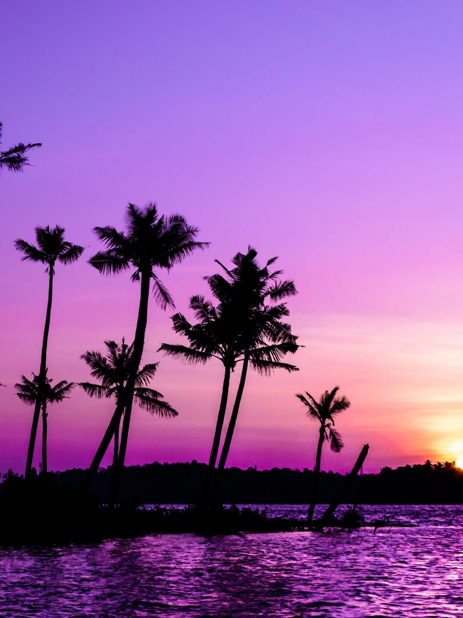 1536x2048 Purple Sunrise 4K Wallpaper, Clear sky, Palm trees, Scenery, Backwaters, Sky view, 5K, Nature