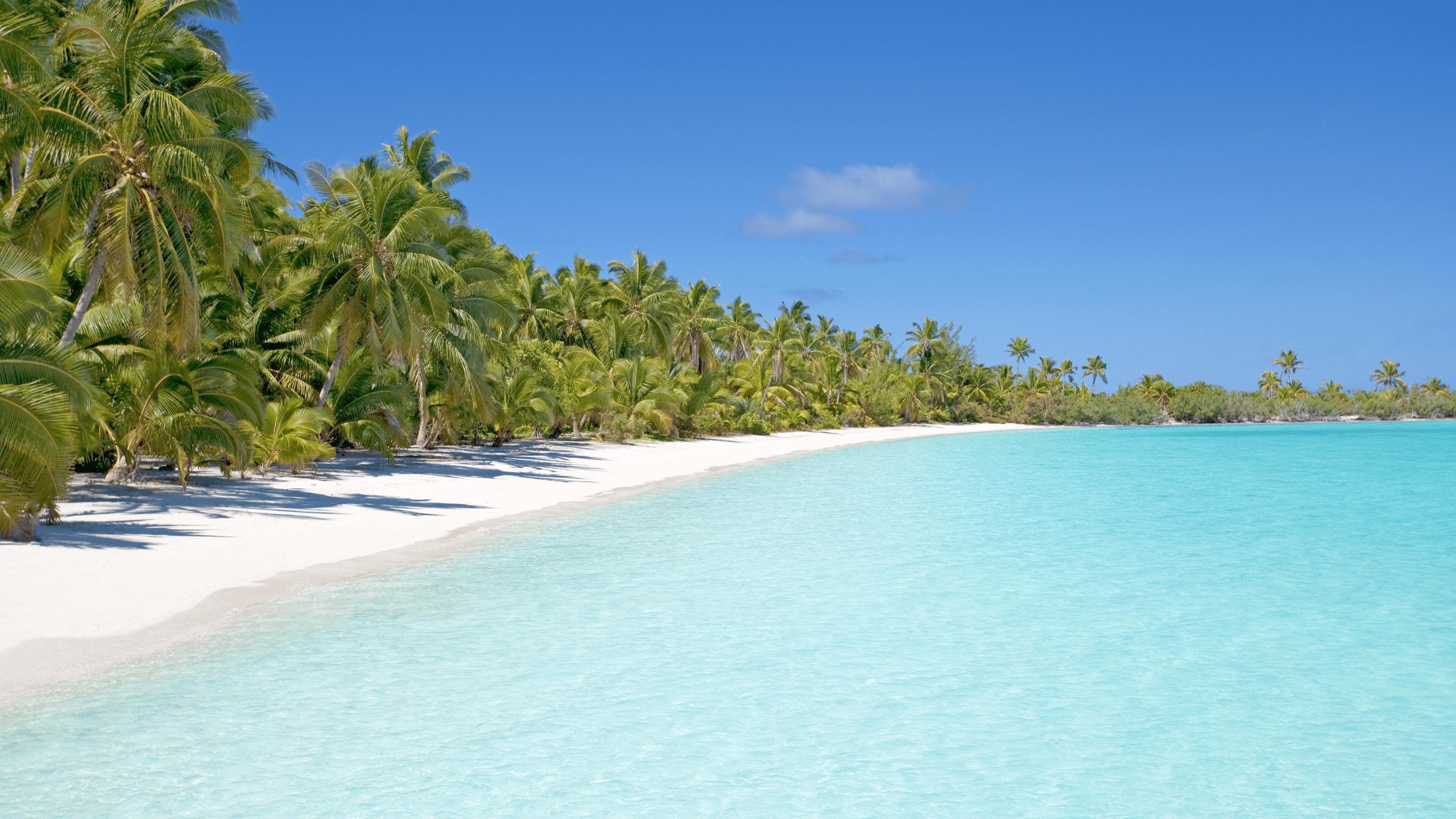 3840x2160 Beach Palm Wallpaper 4k