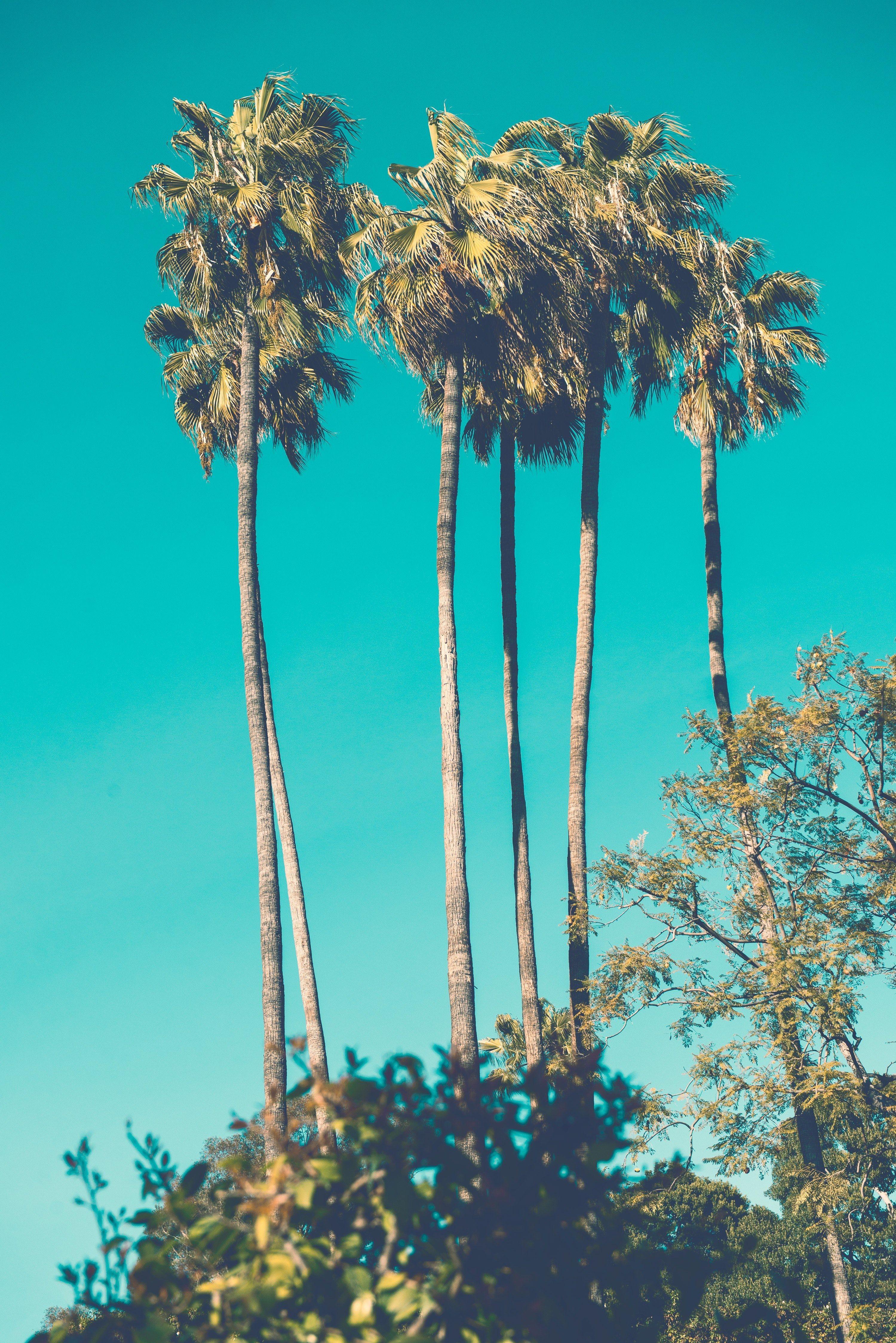3000x4495 Wallpaper / a cluster of palm trees, palm trees 4k wallpaper