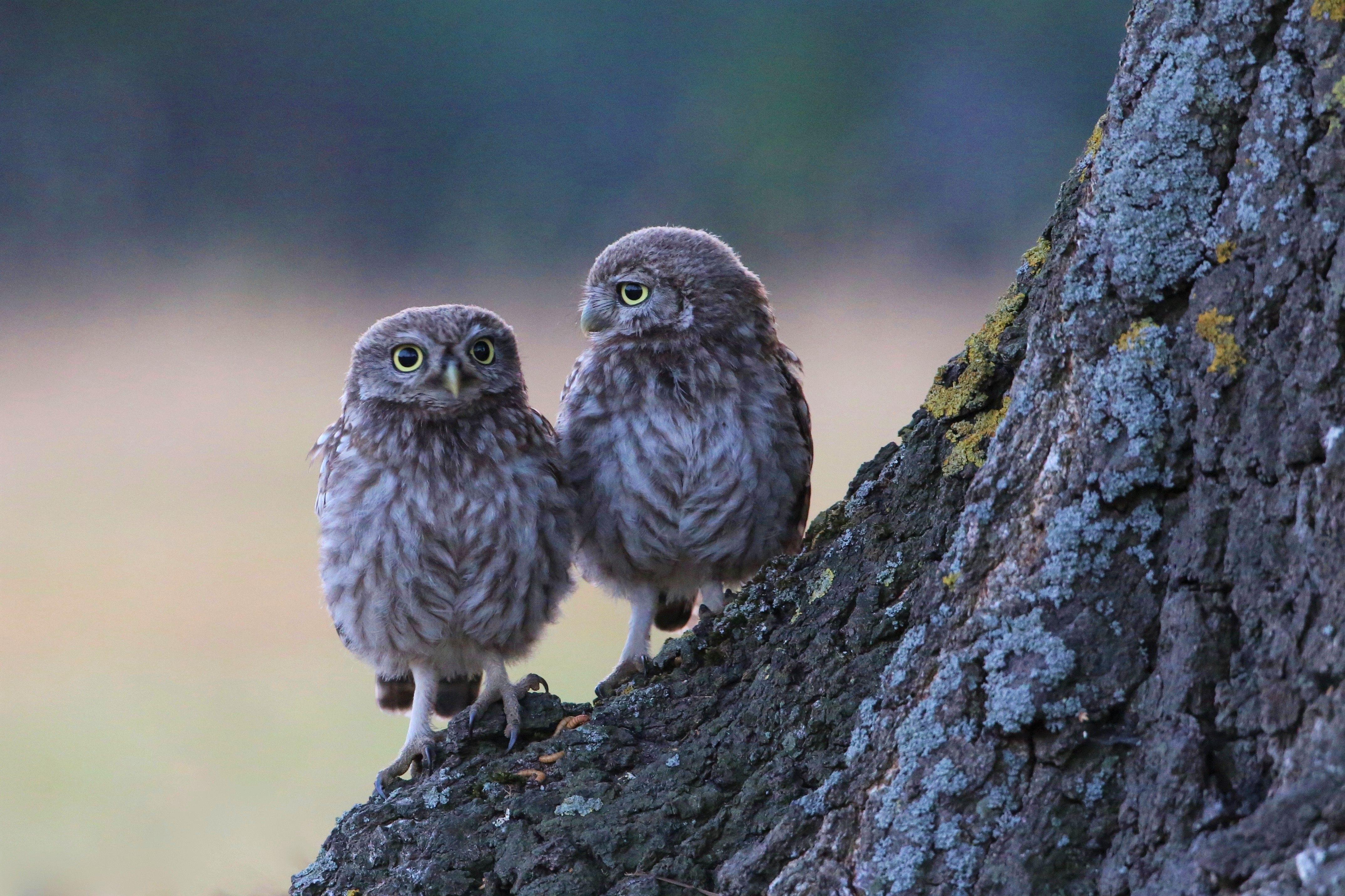4295x2863 Two Owls Wallpaper